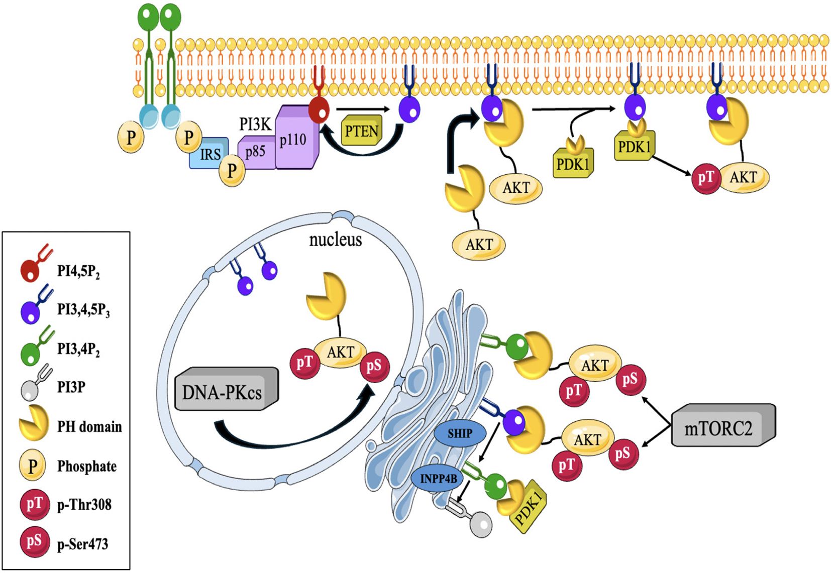 Diagram illustrating the PI3K/AKT signaling pathway. It shows interaction between cell membrane receptors, PI3K, AKT, and PDK1, highlighting phosphorylation events. Components like PTEN, mTORC2, DNA-PKcs, and various phosphorylated intermediates are labeled. A legend identifies signaling molecules and modifications.