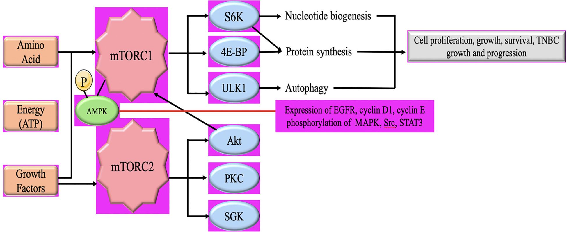 Diagram showing the roles of mTORC1 and mTORC2 in cellular processes. mTORC1, activated by amino acids and energy, influences nucleotide biogenesis, protein synthesis, and autophagy via S6K, 4E-BP, and ULK1, leading to cell proliferation, growth, survival, and TNBC progression. mTORC2, influenced by growth factors, impacts on the expression of EGFR, cyclins, and phosphorylation of MAPK, Src, and STAT3 through Akt, PKC, and SGK pathways. AMPK negatively regulates mTORC1 activity.