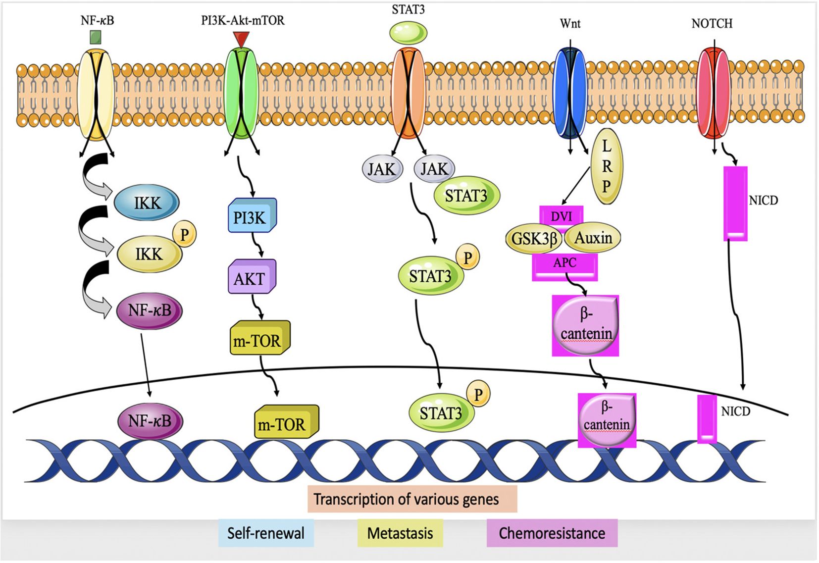 Illustration of five cell signaling pathways: NF-κB, PI3K-Akt-mTOR, STAT3, Wnt, and Notch. Each pathway involves membrane receptors and intracellular signaling cascades leading to transcription of genes related to self-renewal, metastasis, and chemoresistance. The pathways show complex interactions involving proteins like IKK, PI3K, STAT3, GSK3β, and NICD.