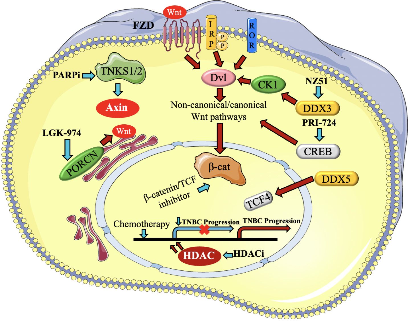 Diagram illustrating the non-canonical and canonical Wnt signaling pathways, showing various components like FZD, Dvl, Axin, β-catenin, TCF4, and associated inhibitors such as PARPi, LGK-974, PRI-724, and HDACi. The image highlights interactions between proteins like TNKS1/2, PORCN, DDX3, CREB, and DDX5, with several signaling arrows indicating pathway progression and points of pharmaceutical intervention.