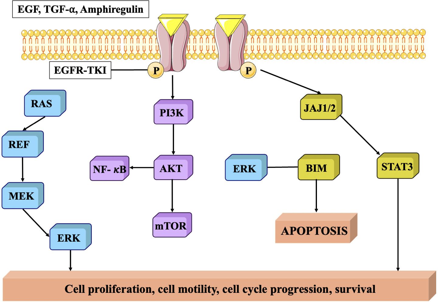 Diagram illustrating cell signaling pathways involving EGF, TGF-α, and amphiregulin. It shows pathways activated by EGFR-TKI, leading to cell proliferation, cell motility, cell cycle progression, and survival. Key components include RAS, REF, MEK, ERK, PI3K, AKT, mTOR, NF-κB, JAJ1/2, STAT3, BIM, and apoptosis. Arrows indicate signal transduction directions.