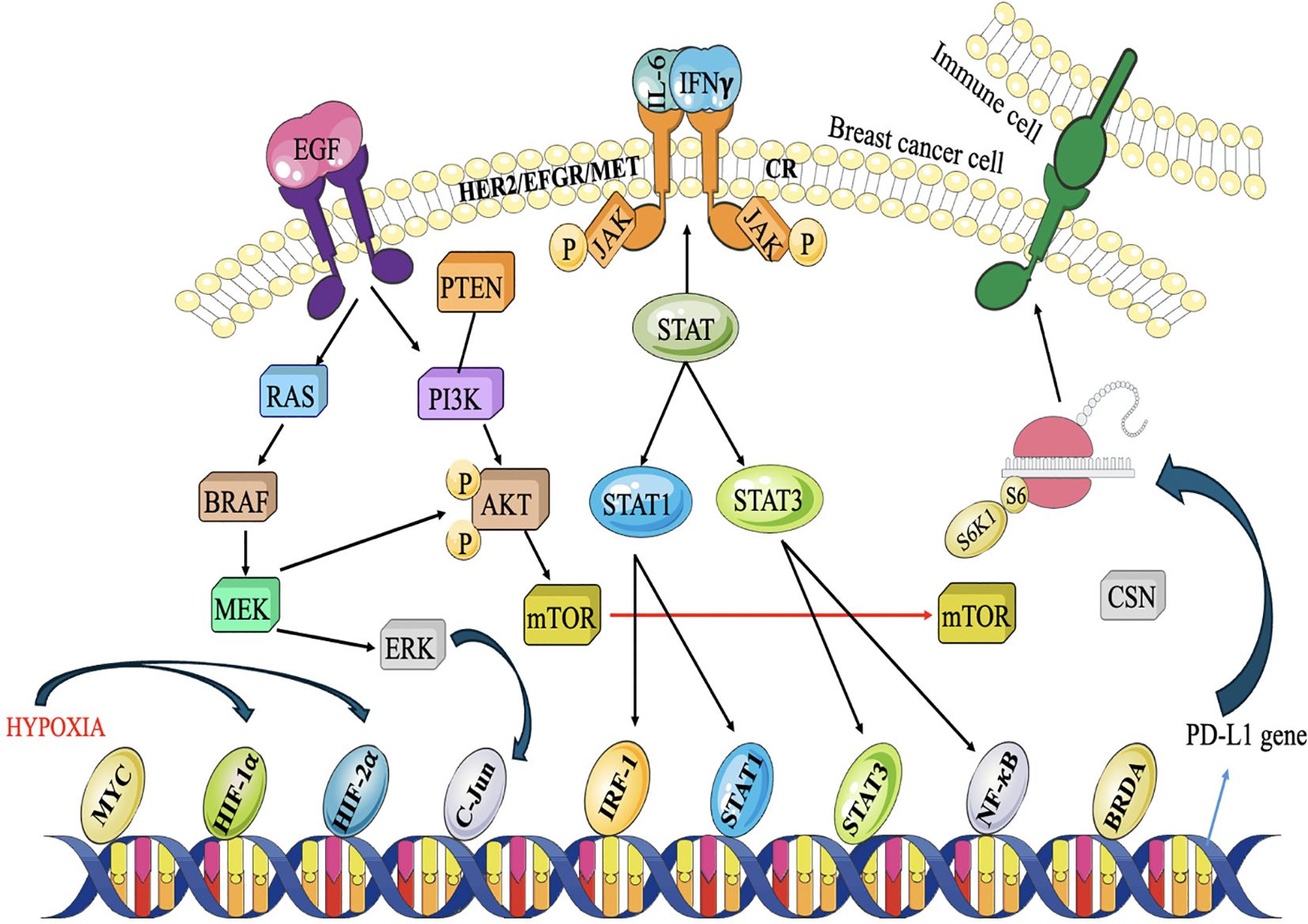 Illustration of cellular signaling pathways involved in breast cancer. The diagram shows interactions between EGFR, HER2, MET, JAK-STAT, and PI3K-AKT-mTOR pathways, highlighting proteins like RAS, BRAF, MEK, and ERK. It indicates activation and inhibition routes influencing gene expression, including MYC, HIF-1α, and STAT3, under hypoxia and in the regulation of PD-L1 gene expression. Involvement of immune and cancer cells is depicted at cell membrane levels.