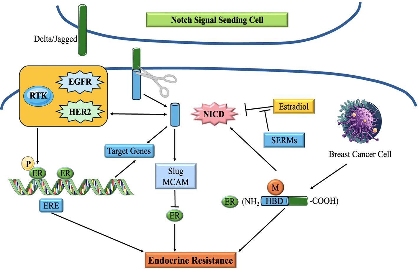 Diagram showing Notch signaling in breast cancer cell endocrine resistance. EGFR and HER2 activate a pathway affecting target genes. Estradiol and SERMs are inhibitors. Signaling leads to endocrine resistance through Slug, MCAM, and NICD pathways.