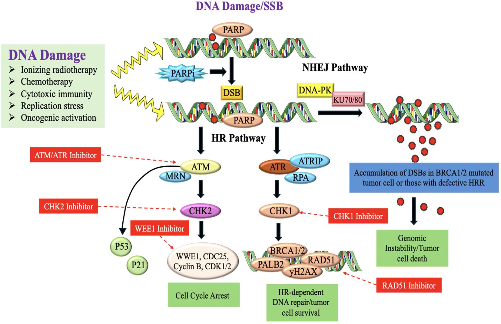 Diagram illustrating DNA damage repair pathways. It shows how DNA damage from various sources leads to single-strand breaks (SSB), triggering either the non-homologous end joining (NHEJ) or homologous recombination (HR) pathways. The HR pathway involves multiple proteins like ATM, ATR, CHK1, and CHK2, and is influenced by inhibitors such as ATM/ATR, CHK1, and CHK2 inhibitors. DNA repair failure, especially in cells with BRCA1/2 mutations, leads to genomic instability or tumor cell death. Annotations detail different enzymes, pathways, and inhibitors involved in these processes.