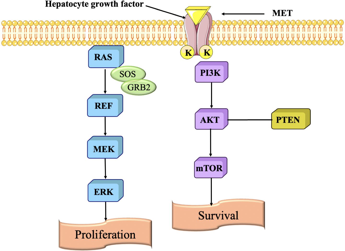Diagram of cell signaling pathways activated by the hepatocyte growth factor binding to MET receptor. Pathways include: RAS, REF, MEK, ERK leading to proliferation; and PI3K, AKT, mTOR affecting survival, with PTEN as a regulator.