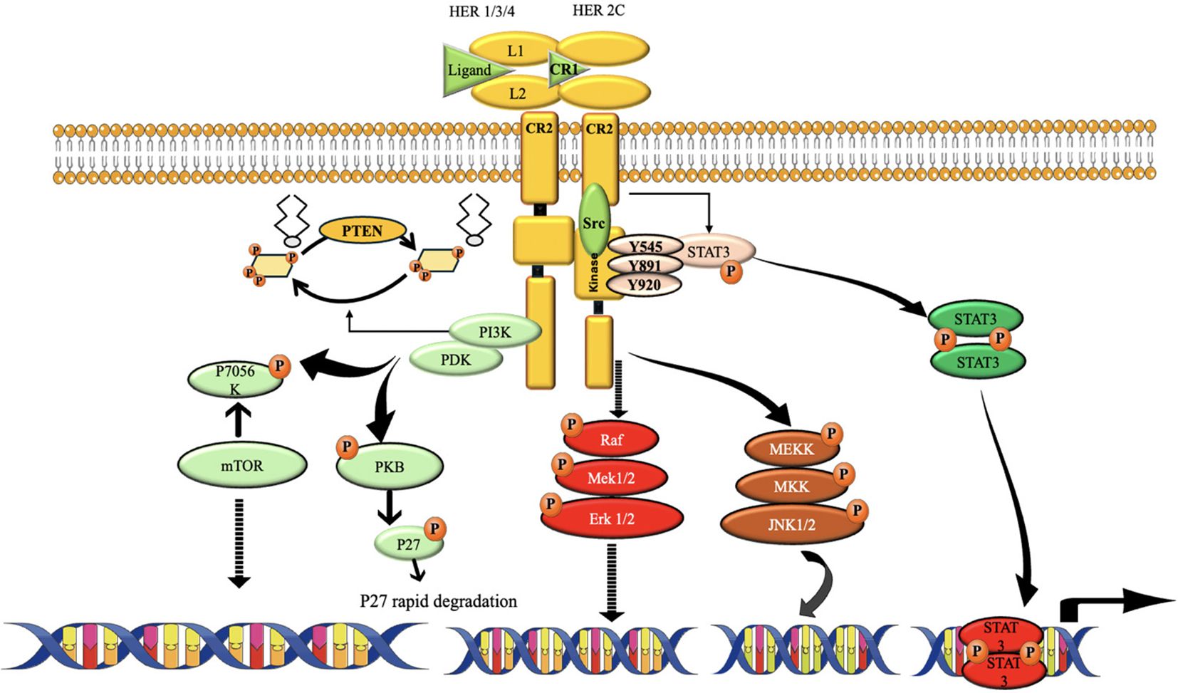 Diagram depicting the HER signaling pathway. It shows interactions involving HER receptors, ligands, and downstream signaling molecules such as PI3K, PTEN, PDK, Raf, MEK, STAT3, and mTOR, leading to various cellular responses. The pathway includes phosphorylation events and indicates processes like rapid degradation and DNA interaction, emphasizing the complex network of cellular signaling.