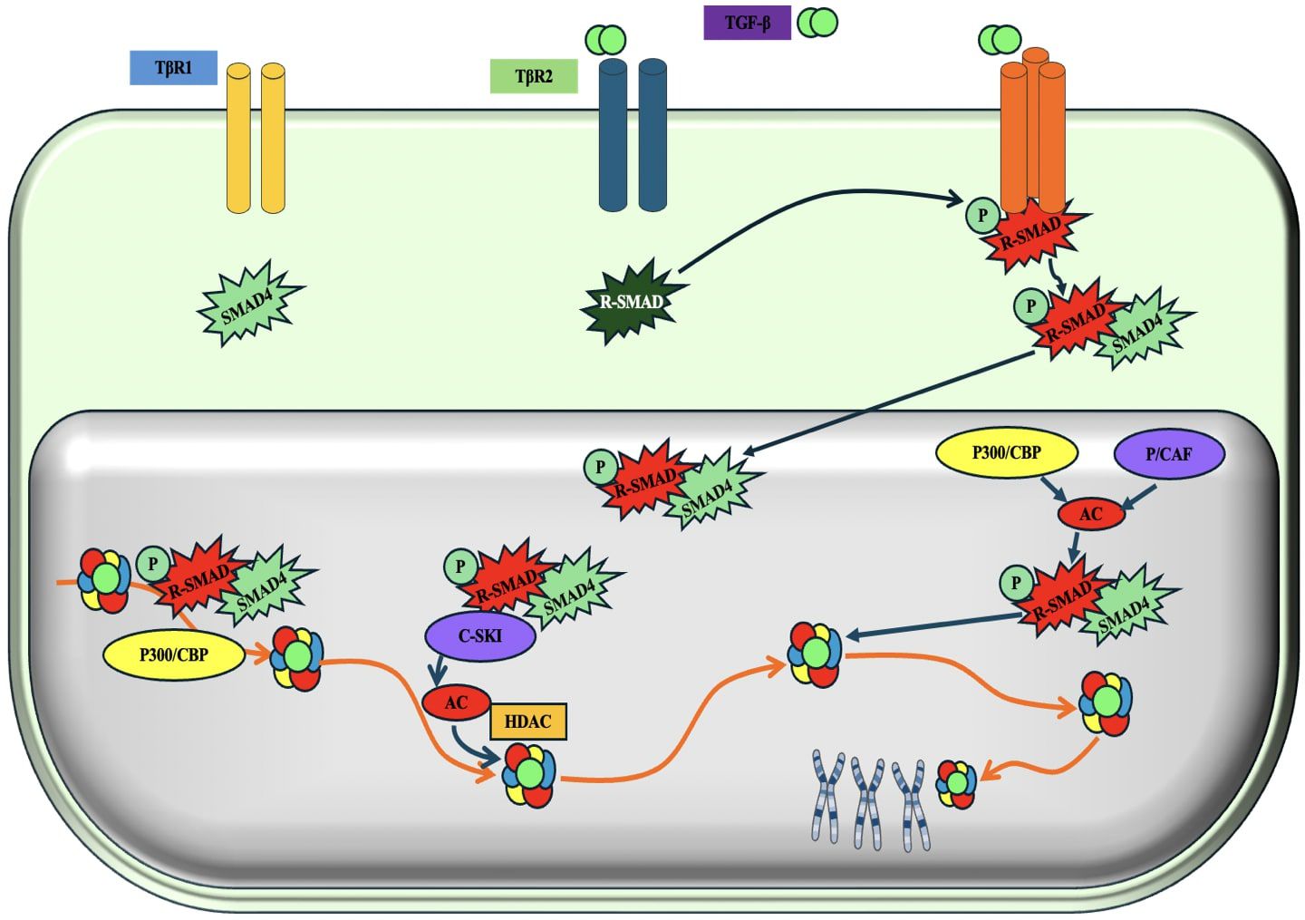 Diagram illustrating the TGF-beta signaling pathway. TGF-beta binds to TBR2 and TBR1 receptors, leading to phosphorylation of R-SMAD, which complexes with SMAD4. This complex translocates into the nucleus, interacting with transcriptional co-factors like P300/CBP. Processes involve C-SKI, acetylation (AC), and histone deacetylase (HDAC), influencing gene expression.