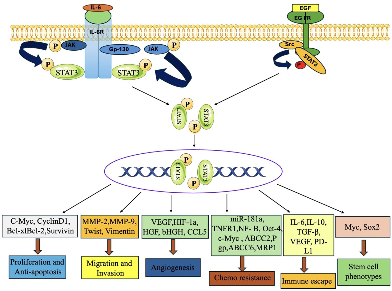 Diagram illustrating IL-6 and EGF pathways leading to STAT3 activation in the cell nucleus. The process influences proliferation, migration, angiogenesis, chemo resistance, immune escape, and stem cell phenotypes.