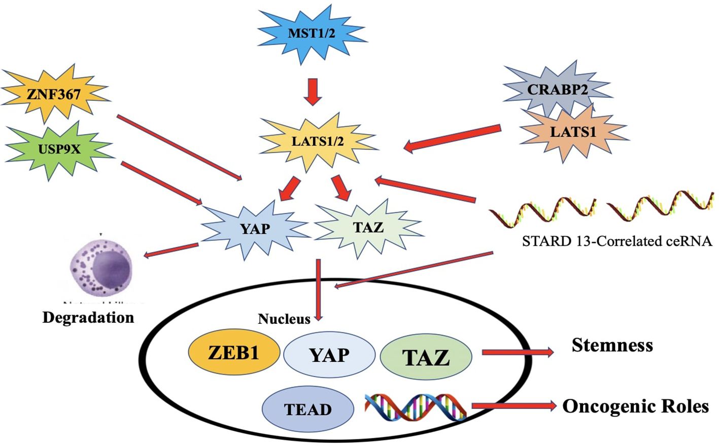 Diagram illustrating molecular interactions involving ZNF367, USP9X, MST1/2, LATS1/2, YAP, TAZ, CRABP2, and STARD13-correlated ceRNA. It shows pathways leading to cellular degradation and nuclear effects tied to stemness and oncogenic roles, including ZEB1, YAP, TAZ, and TEAD within the nucleus. Arrow directions indicate regulatory pathways and influences.