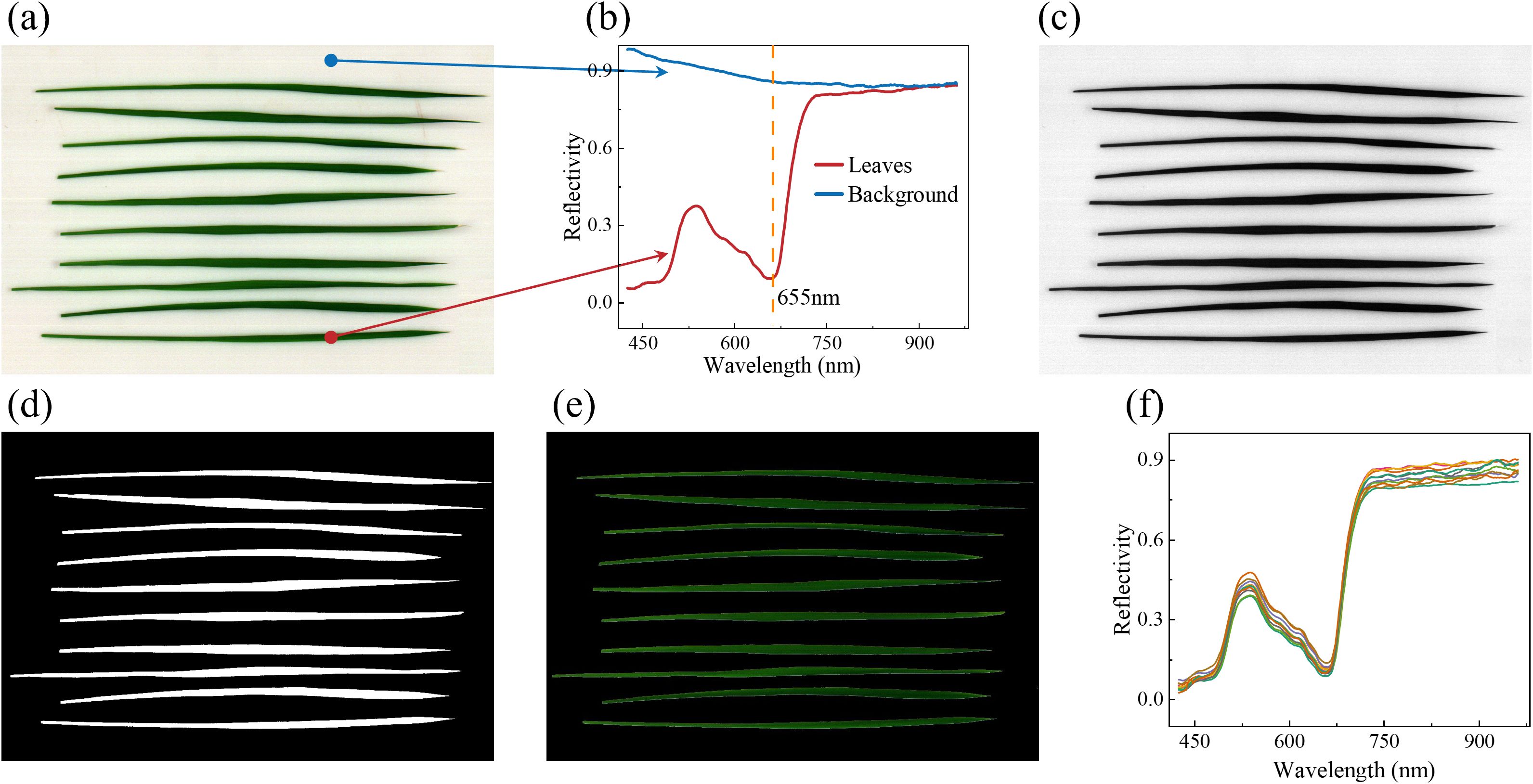 a) Green leaves arranged in parallel. b) Graph of reflectivity versus wavelength, showing leaf and background spectra with a noted peak at 655 nm. c) Grayscale version of leaves. d) Binary image of leaves on a black background. e) Dark background with green leaf outlines. f) Reflectivity graph with multiple lines showing similar trends across various wavelengths.