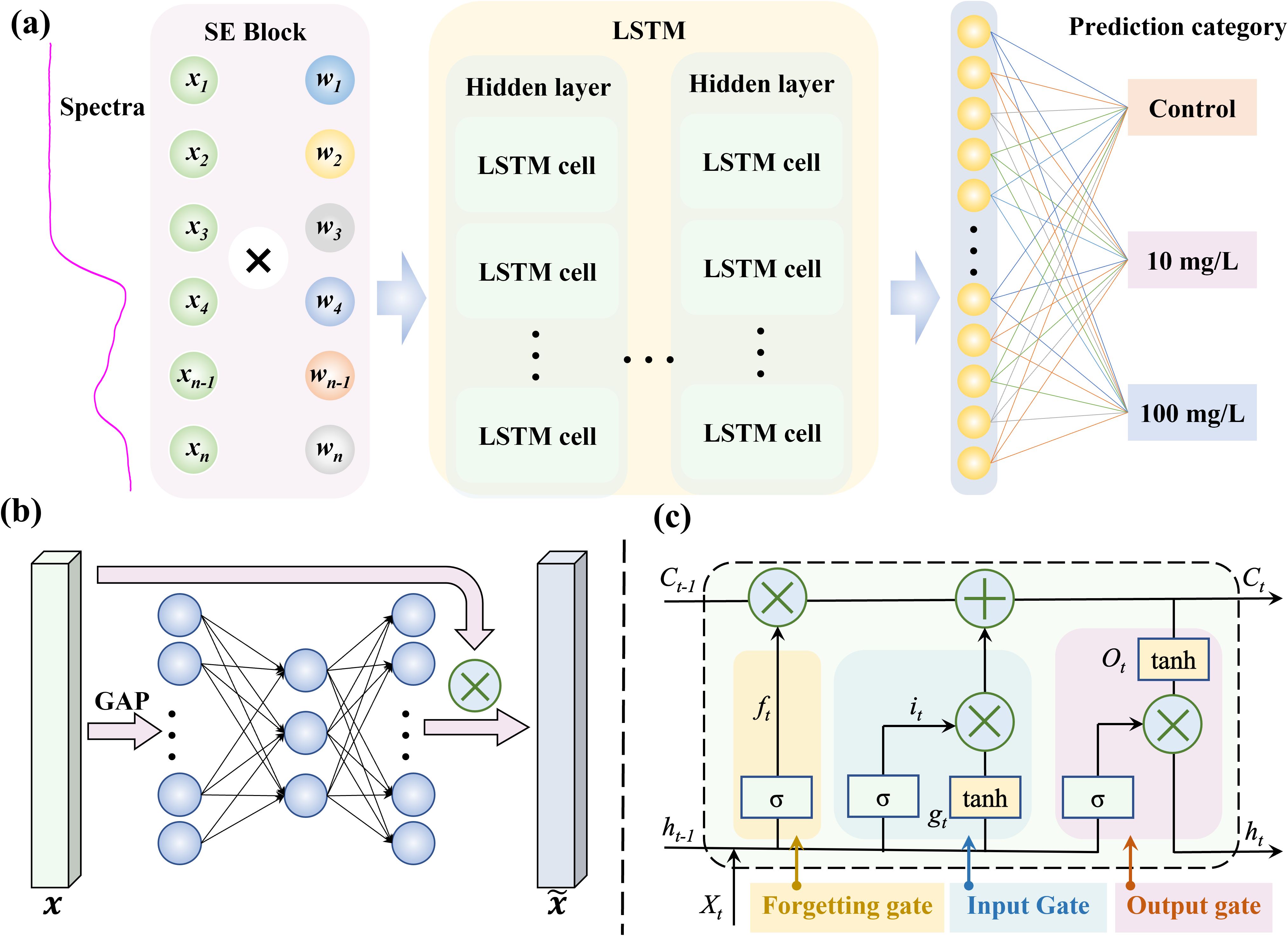 Diagram of a neural network process with three sections labeled (a), (b), and (c). Section (a) shows spectra input into an SE block, then through LSTM cells in hidden layers, leading to prediction categories of “Control,” “10 mg/L,” and “100 mg/L.” Section (b) illustrates a series of connected nodes with GAP leading to output. Section (c) details an LSTM cell with components like forgetting, input, and output gates, using symbols for processes such as sigmoid and tangent hyperbolic functions.