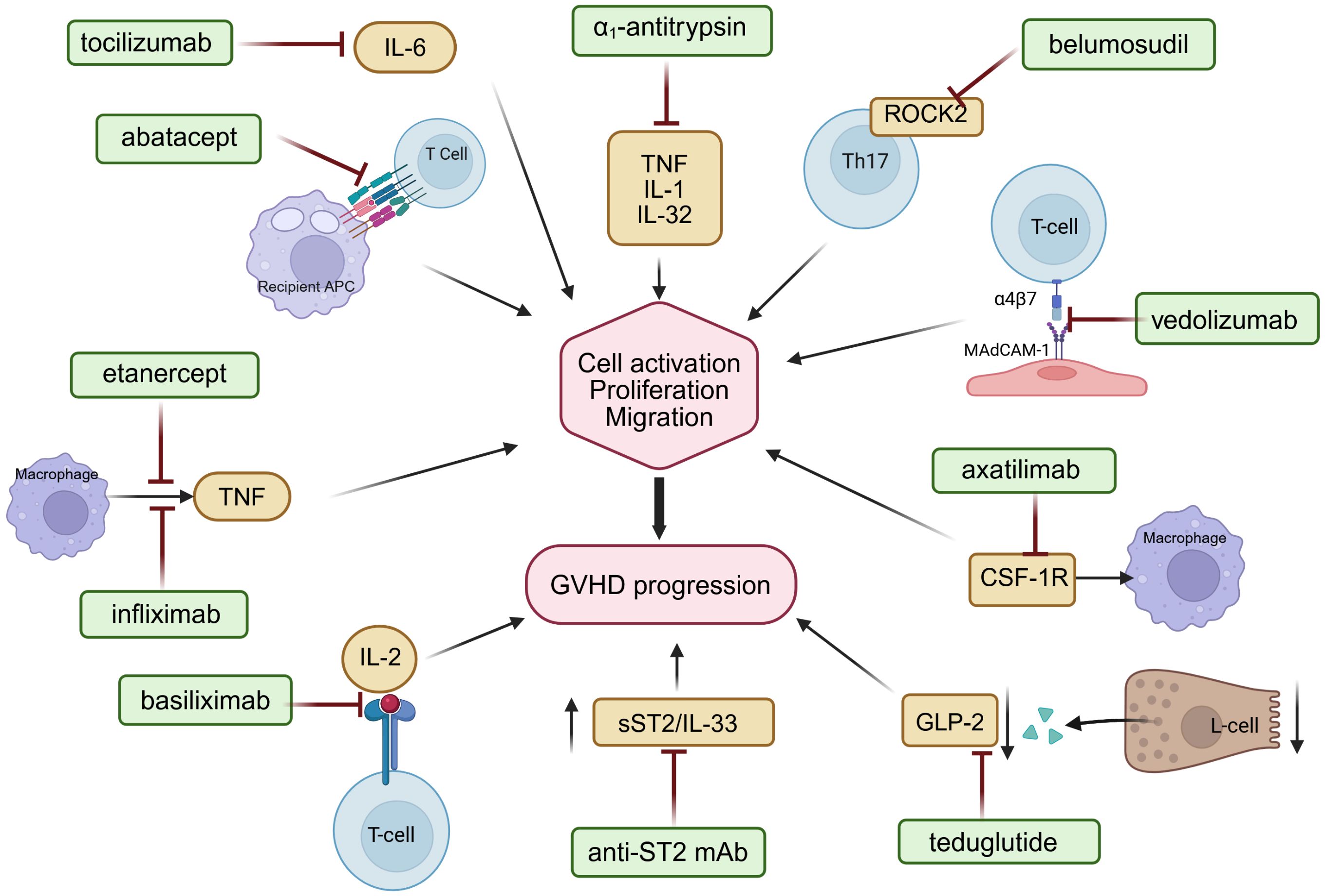 Diagram illustrating the pathways of cell activation, proliferation, and migration in GVHD progression. Various drugs like tocilizumab, abatacept, and infliximab inhibit factors such as IL-6, TNF, and IL-2, modulating immune cell interactions.