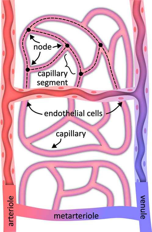 Diagram of a capillary bed shows blood flow from an arteriole to a venule. It includes a metarteriole, capillary segments labeled with nodes, and endothelial cells. Arrows indicate flow direction.