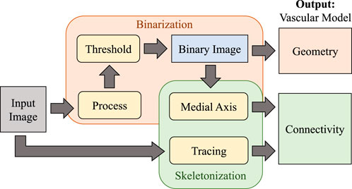 Flowchart illustrating the process of transforming an input image into a vascular model. The process starts with input image processing, followed by binarization, which includes threshold and binary image creation. This leads to skeletonization with medial axis and tracing, resulting in output attributes: geometry and connectivity.