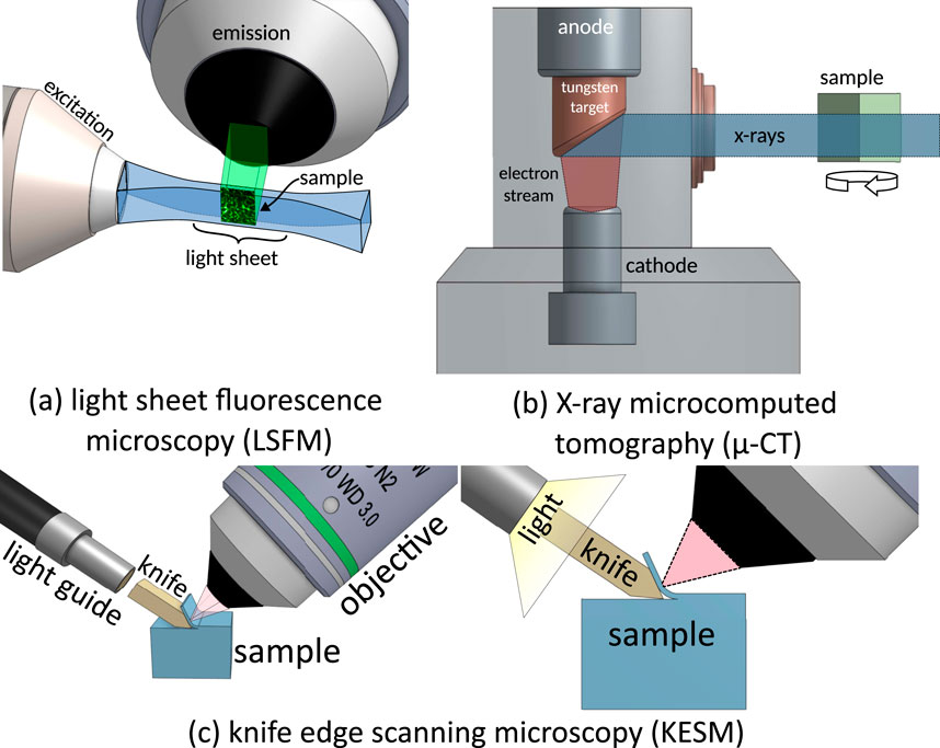 Diagram showing three microscopy techniques: (a) Light Sheet Fluorescence Microscopy (LSFM) with a sample illuminated by a light sheet; (b) X-ray Microcomputed Tomography (μ-CT) using X-rays on a sample; (c) Knife Edge Scanning Microscopy (KESM) with a knife edge and light guide illuminating a sample.