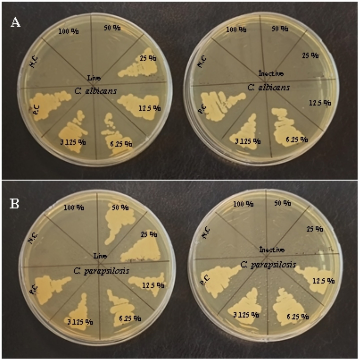 Petri dishes displaying concentrations of C. albicans (A) and C. parapsilosis (B) in two tests. Each dish is divided into segments labeled with concentrations: 100%, 50%, 25%, 12.5%, 6.25%, and 3.125%, and terms