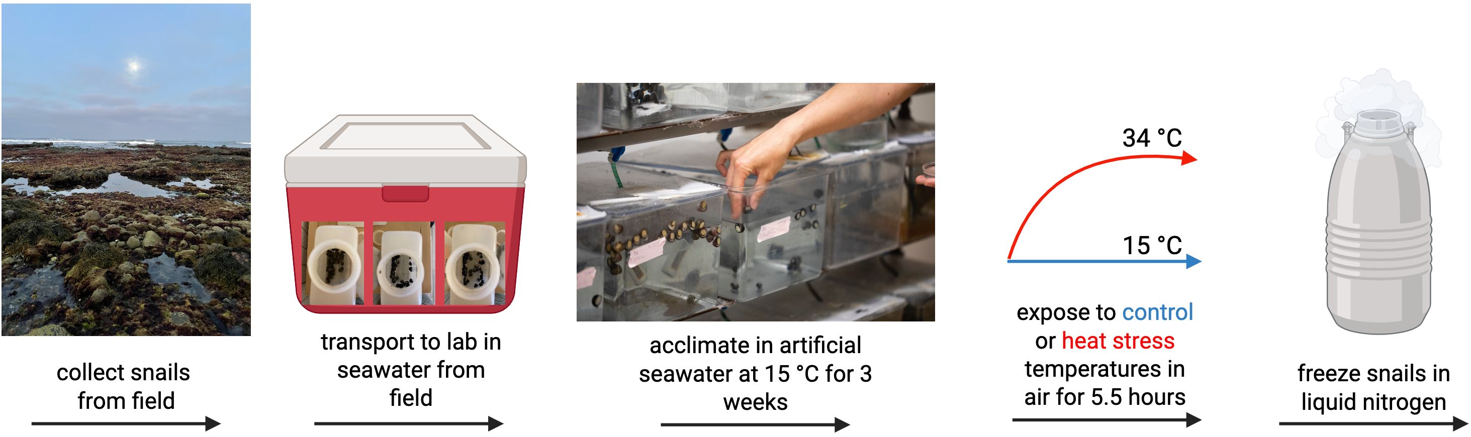 Process diagram showing the collection of snails from a rocky field, transporting them in seawater to a lab, acclimating in artificial seawater at fifteen degrees Celsius for three weeks, exposing them to control or heat stress temperatures of fifteen or thirty-four degrees Celsius for five and a half hours, and finally freezing them in liquid nitrogen.