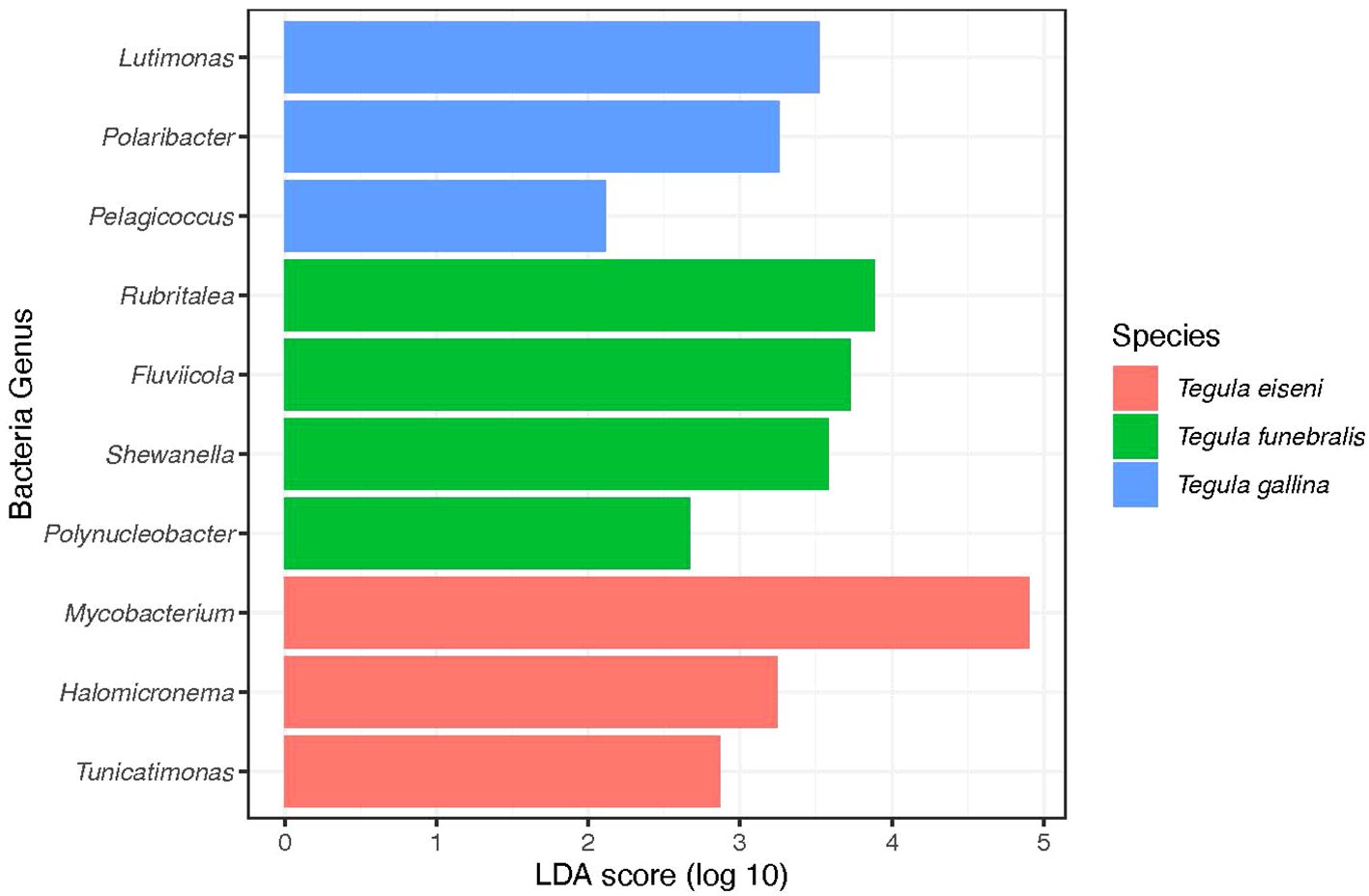 Bar chart displaying LDA scores (log 10) for various bacteria genera across three species: Tegula eiseni (red), Tegula funebralis (green), and Tegula gallina (blue). Mycobacterium has the highest score for Tegula eiseni, while Rubritalea has the highest for Tegula funebralis. Lutimonas scores highest for Tegula gallina.
