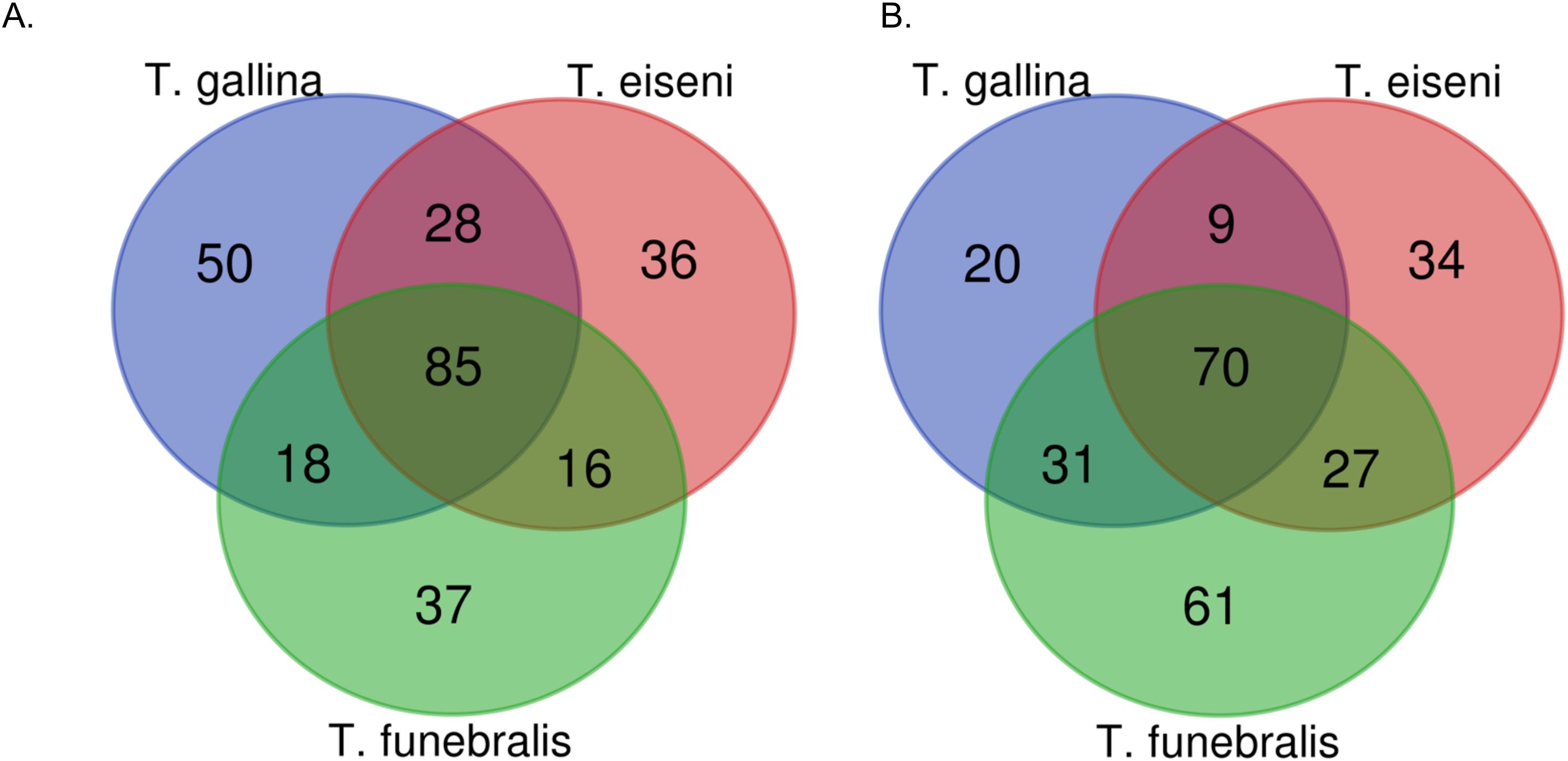 Venn diagrams labeled A and B compare elements among three groups: T. gallina (blue), T. eiseni (red), and T. funebralis (green). Panel A shows control conditions, and Panel B shows heat stress conditions. Diagram A shows 50 in T. gallina alone, 36 in T. eiseni alone, and 37 in T. funebralis alone. Overlaps display 28, 18, 16, and 85 for various intersections. Diagram B shows 20, 34, and 61 exclusive to each group, with overlaps of 9, 31, 27, and 70.