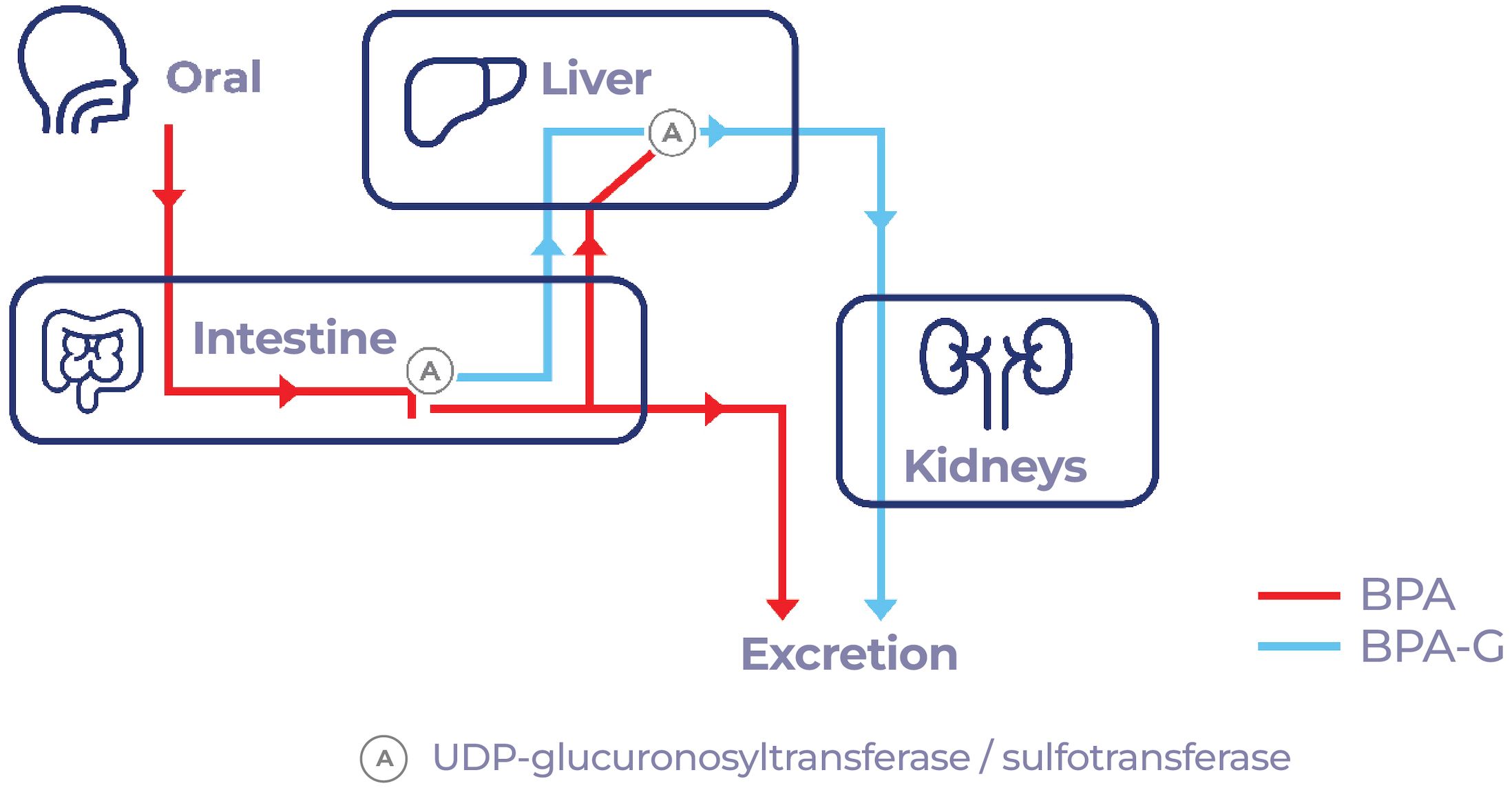 Flowchart depicting the metabolic pathway of BPA through oral ingestion. BPA (in red) moves from the intestine to the liver, with conversion to BPA-G (in blue) via UDP-glucuronosyltransferase/sulfotransferase (A), then to the kidneys for excretion.