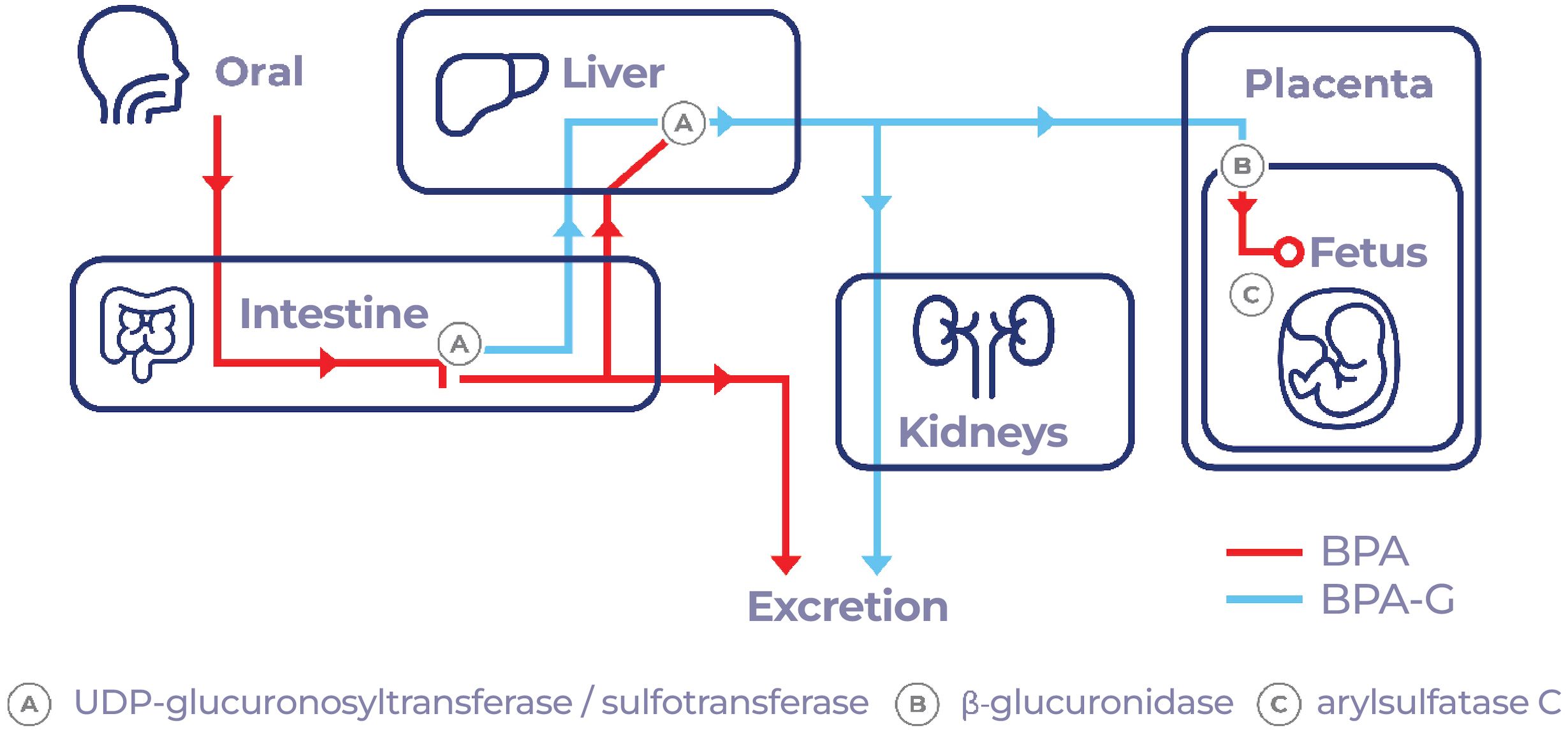 Diagram illustrating the metabolic pathway of bisphenol A (BPA). BPA is ingested orally, processed in the intestine, liver, and kidneys, and excreted. BPA metabolites, labeled as BPA-G, can cross the placenta, affecting the fetus. Enzymes involved include UDP-glucuronosyltransferase, sulfotranferase, β-glucuronidase, and arylsulfatase C. Red arrows indicate BPA, and blue arrows indicate BPA-G.