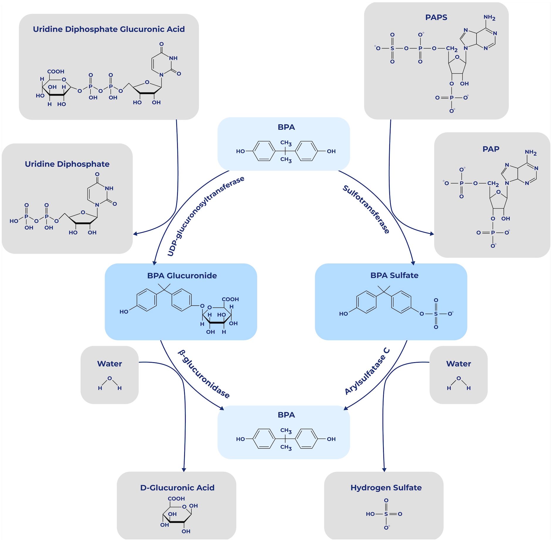 Diagram illustrating the metabolic pathways of Bisphenol A (BPA) involving its conversion to BPA Glucuronide and BPA Sulfate. It shows the use of UDP-glucuronosyltransferase and sulfotransferase enzymes. The process involves substrates such as uridine diphosphate glucuronic acid and PAPS, and produces compounds like D-glucuronic acid and hydrogen sulfate, releasing water in some steps. Chemical structures are depicted for each compound.