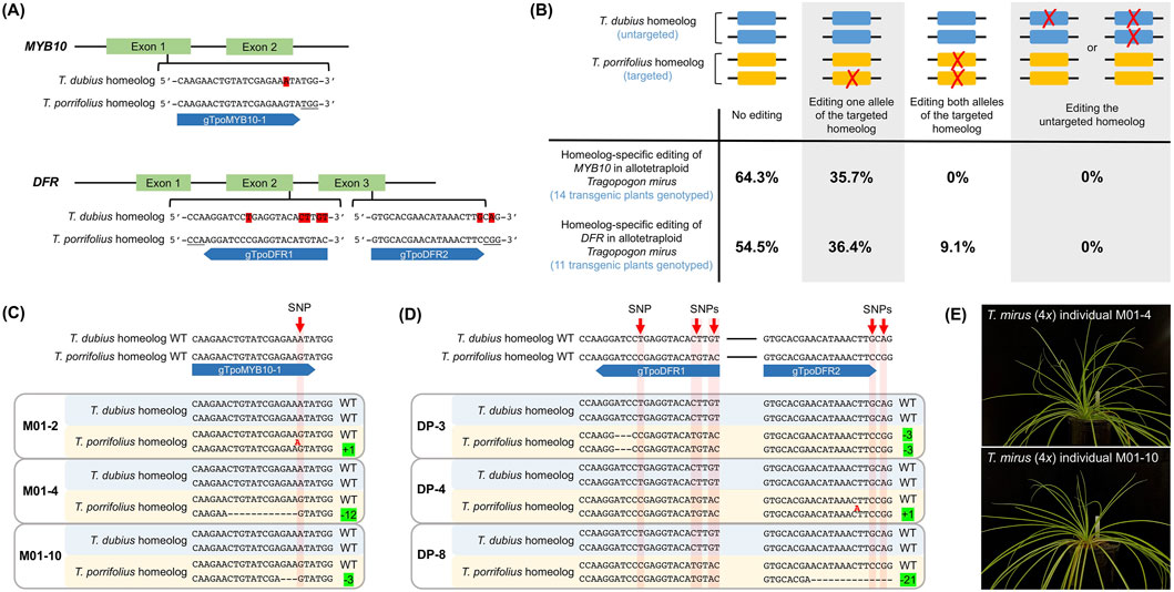 Panel A shows diagrams of MYB10 and DFR gene structures and sequence alignments for T. dubius and T. porrifolius homeologs. Panel B displays homeolog-specific editing outcomes with statistics. Panel C presents genotypes of T. mirus individuals with edits in the T. porrifolius MYB10 homeolog. Panel D shows genotypes of T. mirus individuals with edits in the T. porrifolius DFR homeolog. Panel E features images of T. mirus individuals M01- 4 and M01-10.