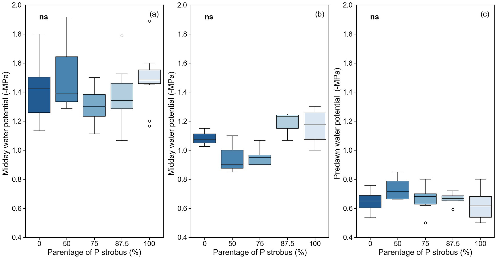 Three box plots illustrate water potential in relation to the percentage of P. strobus. Plot (a) shows midday water potential with values largely between 1.2 and 1.6 MPa, with no significant difference between species and hybrids. Plot (b) also depicts midday water potential, with a range mostly between 1.0 and 1.2 MPa, with no significant difference between species and hybrids. Plot (c) displays predawn water potential, with values around 0.6 to 0.8 MPa, with no significant difference between species and hybrids. The plots suggest no significant differences across percentages.