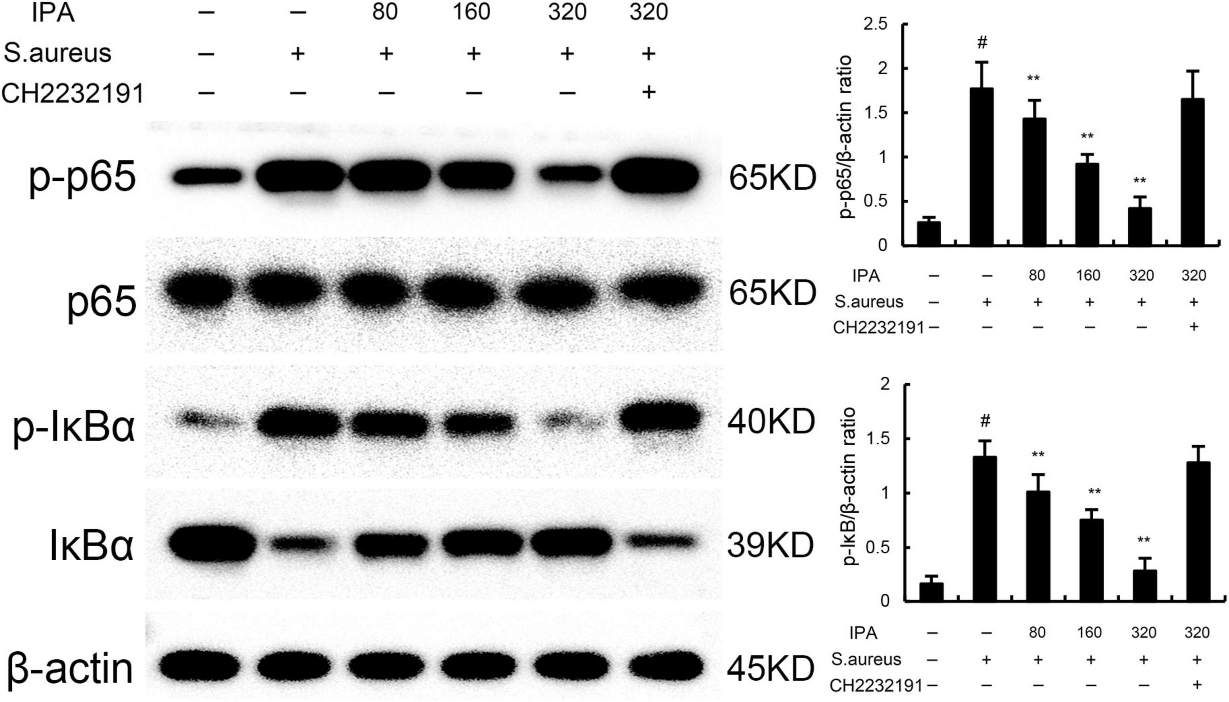 Western blot image displaying protein expression levels across different conditions with varying IPA concentrations. Top panels show bands for p-p65 and p65 proteins alongside β-actin as a control. Quantitative bar graphs on the right illustrate changes in protein expression ratios. Treatment groups include presence or absence of S. aureus and CH223191, with corresponding protein expression results depicted.