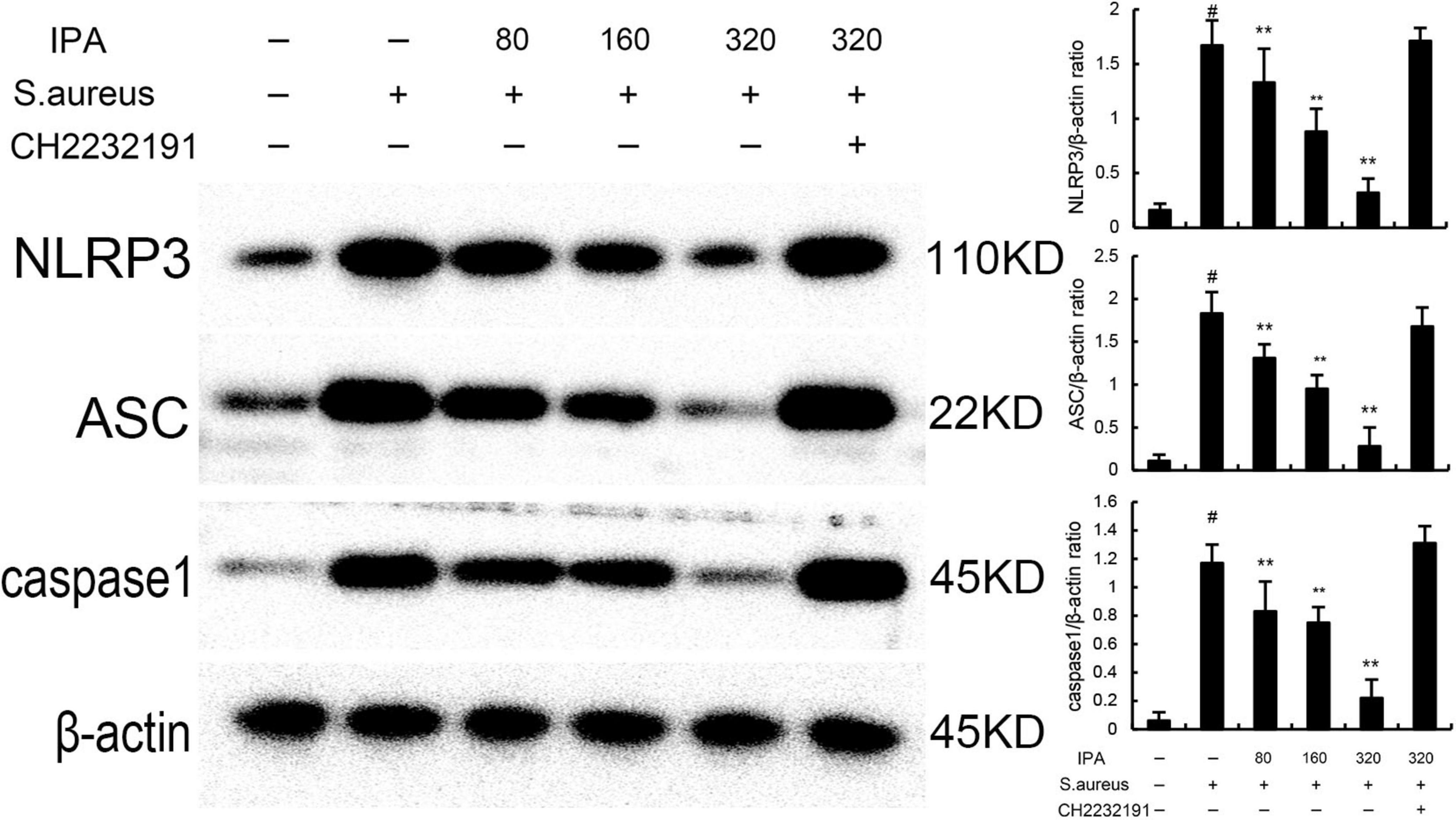Western blot analysis showing the expression of NLRP3, ASC, caspase-1, and β-actin under various conditions. Samples are treated with different doses of IPA with or without S. aureus and CH2232191. The right side displays bar graphs indicating the protein expression ratios relative to β-actin for NLRP3, ASC, and caspase-1. Bars represent different treatments, with notation for statistical significance where applicable.