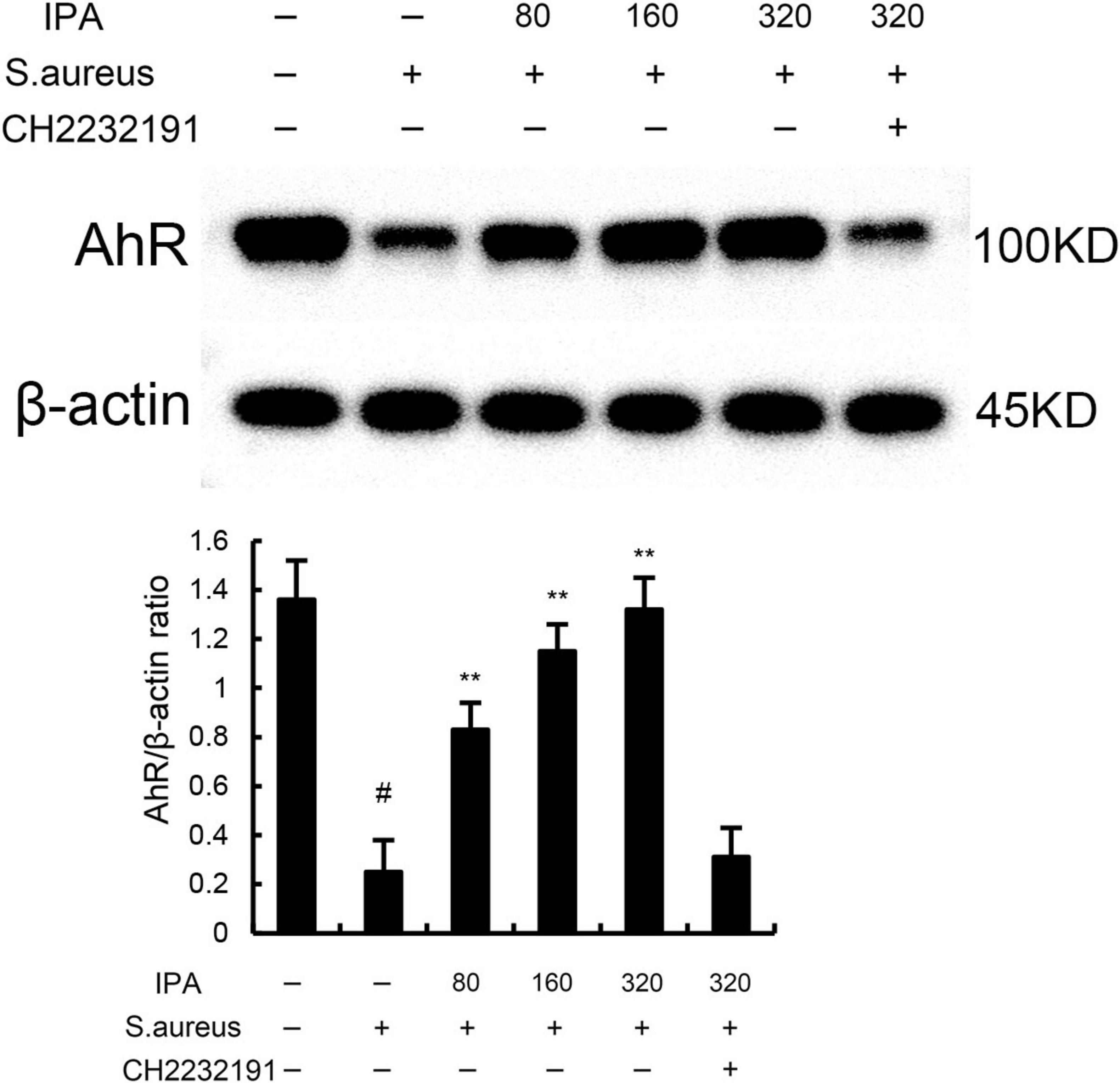 Western blot and bar graph showing the effect of IPA, S. aureus, and CH2232191 on AhR and β-actin expression. AhR bands are at 100 KD, β-actin at 45 KD. The bar graph shows AhR/β-actin ratios with various treatments, indicating a notable increase in expression with IPA doses of 160 and 320 in the presence of S. aureus, marked by double asterisks for significance.