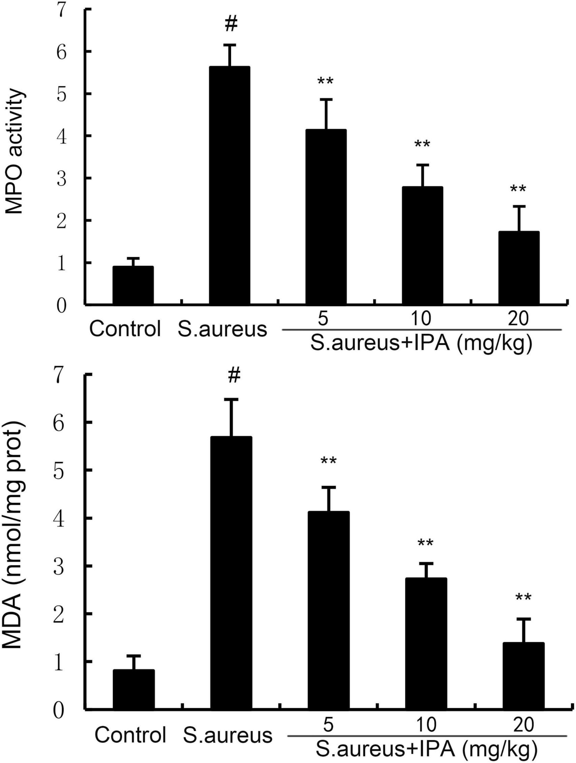 Two bar charts comparing MPO activity and MDA levels among different groups: Control, S. aureus, and S. aureus with IPA at 5, 10, and 20 mg/kg. Both charts show high levels in the S. aureus group and reduced levels with IPA treatment. Statistically significant differences are indicated with ** and # symbols.