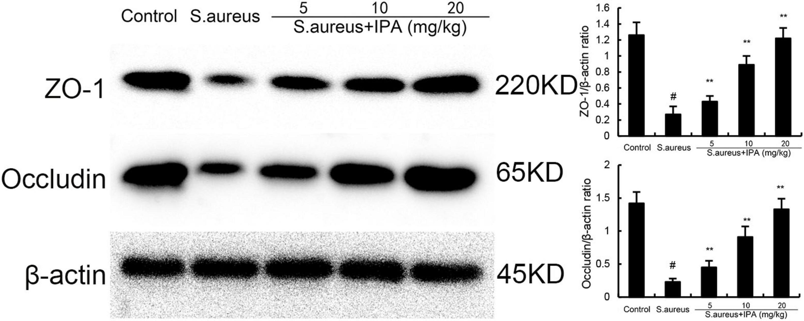 Western blot and bar graphs showing protein expression levels of ZO-1, Occludin, and β-actin. Bands are visible for Control, S. aureus, and S. aureus with IPA at doses of 5, 10, and 20 mg/kg. The graphs depict ZO-1/β-actin and Occludin/β-actin ratios, indicating increased expression with higher IPA doses. Statistical significance is noted.