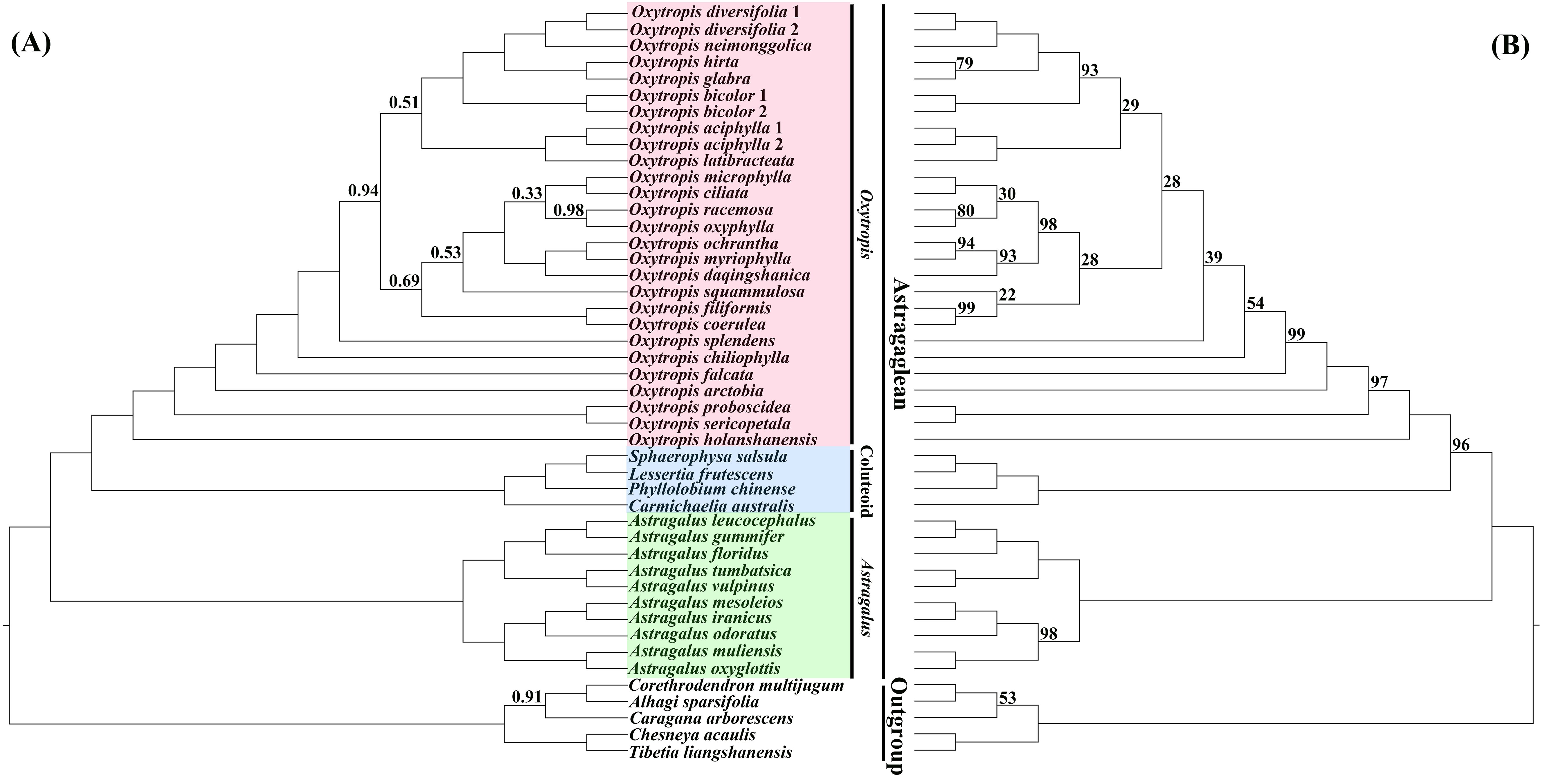 Phylogenetic trees of Oxytropis and its related taxa. Section A shows Bayesian inference (BI) tree, and section B shows maximum likelihood (ML) tree. Oxytropis species were highlighted in pink, Coluteoid species in blue, and Astragalus species in green. Oxytropis, Coluteoid, and Astragalus were labeled together as Astragalean. Branch support values are indicated.