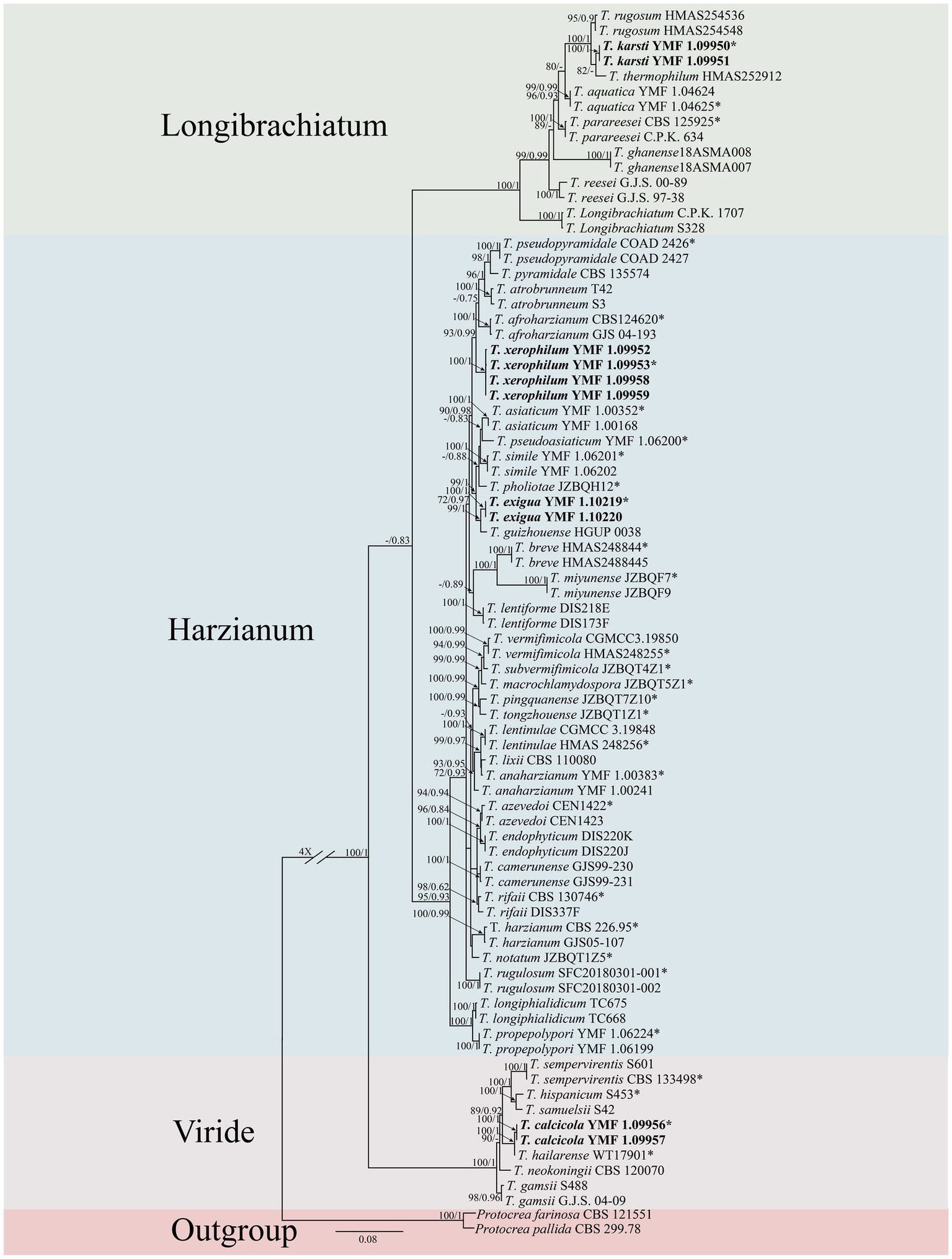 Phylogenetic tree depicting relationships among fungal species across three main groups: Longibrachiatum, Harzianum, and Viride, with an Outgroup. Branches are labeled with support values, showing evolutionary connections and distinctions among numerous species, with newly proposed species highlighted in bold.