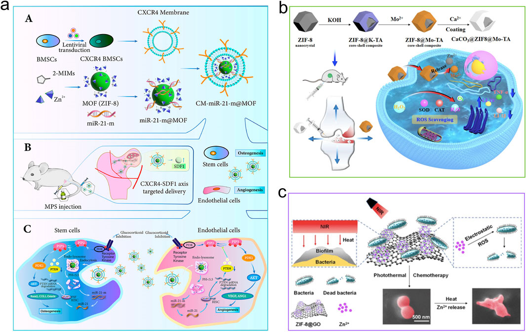 A scientific diagram divided into three panels labeled A, B, and C. Panel A: Illustrates a process involving BMSCs, CXCR4 membranes, and the formation of CM-miR-21-m@MOF for targeted delivery, detailing lentiviral transduction and interaction with MOF (ZIF-8).Panel B: Shows MPS injection into a mouse model, highlighting the CXCR4-SDF1 axis targeted delivery. Includes a focus on osteogenesis and angiogenesis involving stem and endothelial cells.Panel C: Exhibits a combined photothermal and chemotherapy approach against bacteria using ZIF-8 with near-infrared (NIR) treatment. Shows bacteria targeted by electrostatic and ROS processes leading to bacterial death and zinc release.