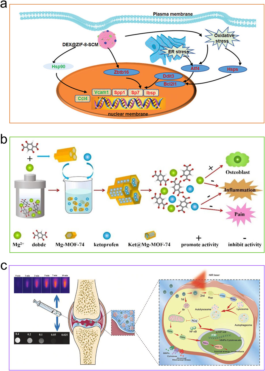 Diagram with three panels labeled a, b, and c. Panel a illustrates a cellular process involving DEX@ZIF-8-SCM interacting with cellular structures, affecting ER stress and oxidative stress, influencing gene expression. Panel b visualizes the synthesis of Ket@Mg-MOF-74, showing its application in promoting or inhibiting activity related to osteoblasts, inflammation, and pain. Panel c depicts a knee joint receiving a syringe injection, with a focus on cellular responses to a NIR laser, highlighting processes like autophagy and lysosome formation.