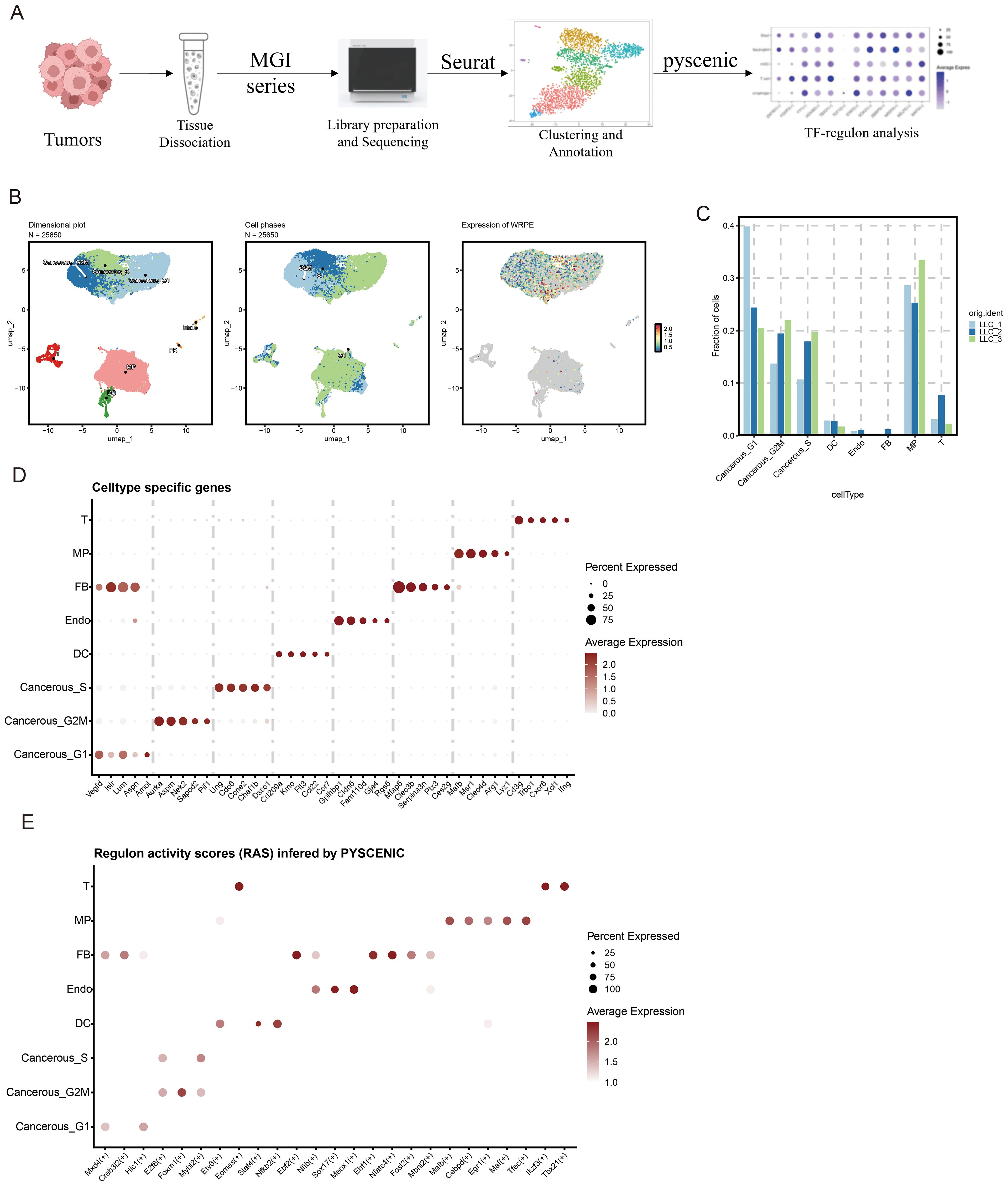 Flowchart and data visualizations related to tumor analysis. A) Flowchart showing steps from tumors to TF-regulon analysis using various tools. B) Three dimensional plots illustrating cell clustering, cell phases, and expression of WPRE. C) Bar chart displaying the proportion of cell types across different origins. D) Dot plot highlighting cell type specific gene expression with varying percent expressed and average expression. E) Dot plot showing regulon activity scores inferred by PYSCENIC with similar expression metrics.