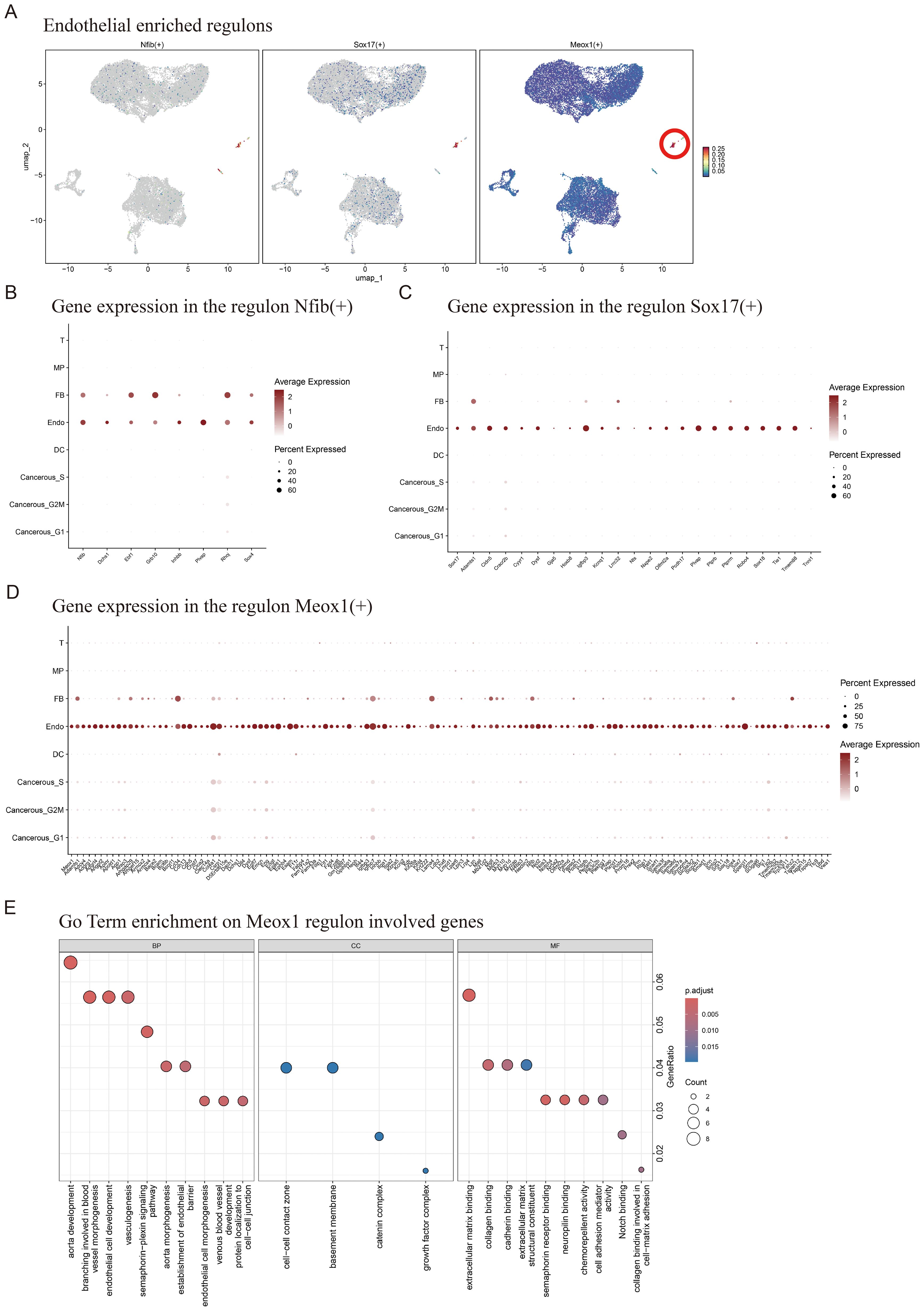 Panel A shows UMAP plots for endothelial-enriched regulons Nfib(+), Sox17(+), and Meox1(+), indicating cell clusters. Panels B, C, and D display dot plots of gene expression for these regulons across various cell types, with dot sizes indicating percent expressed and color showing average expression. Panel E presents GO term enrichment for genes involved in Meox1 regulon, with bubble plots for biological processes, cellular components, and molecular functions.