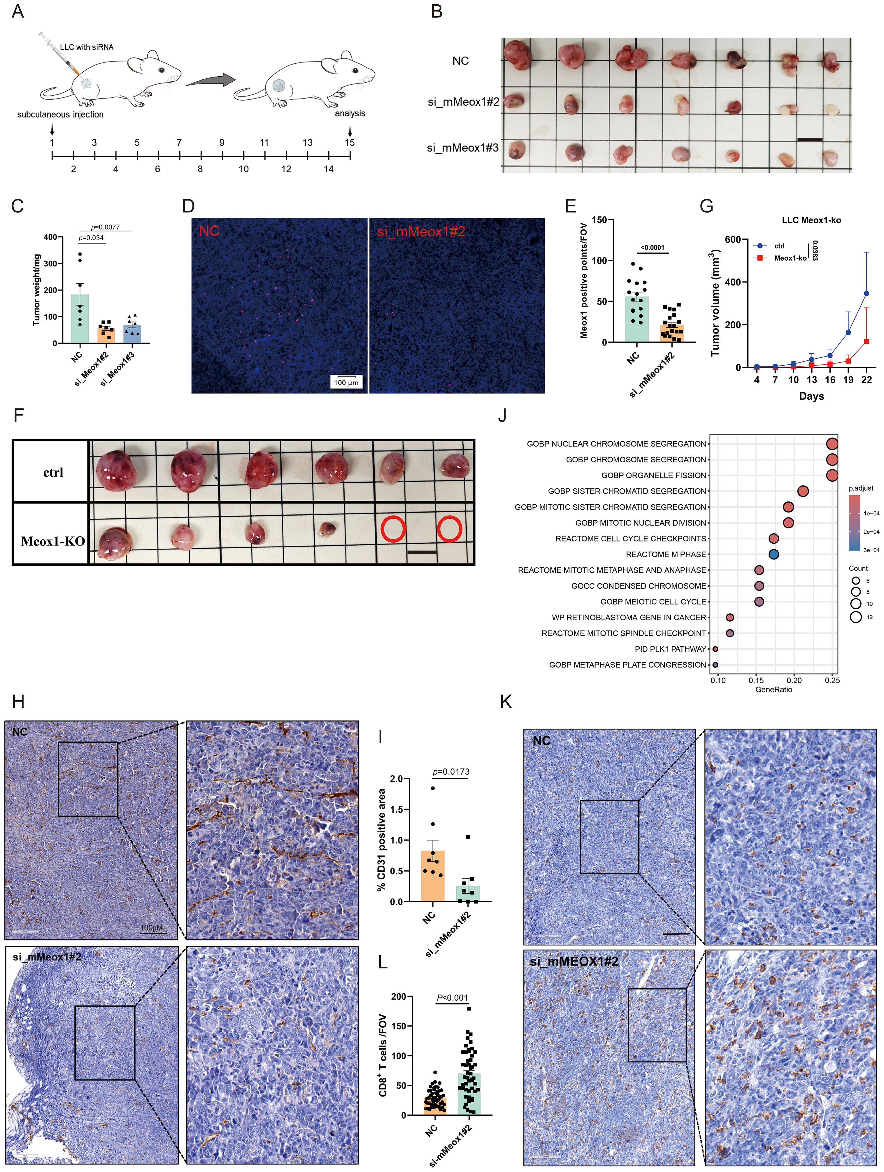 The image consists of multiple panels related to a scientific study on tumor growth and treatment. Panel A shows a diagram of the experimental procedure with mice receiving subcutaneous injections followed by analysis over 14 days. Panel B displays images of tumors collected from different treatment groups. Panel C presents a bar graph comparing tumor weights among groups, indicating significant differences. Panel D includes fluorescent images of tissue samples with nuclear staining. Panel E shows a scatter plot comparing Meox1 positive indices between groups. Panel F contains images of excised tumors from a control and knockout group. Panel G presents a line graph of tumor volume over time for the groups. Panel H shows histological staining images with close-ups for CD31. Panel I displays a bar graph of CD31 positive area percentage. Panel J presents a dot plot of gene set enrichment analysis. Panels K and L compare histological images and bar graphs of CD8 T cell counts per field of view.