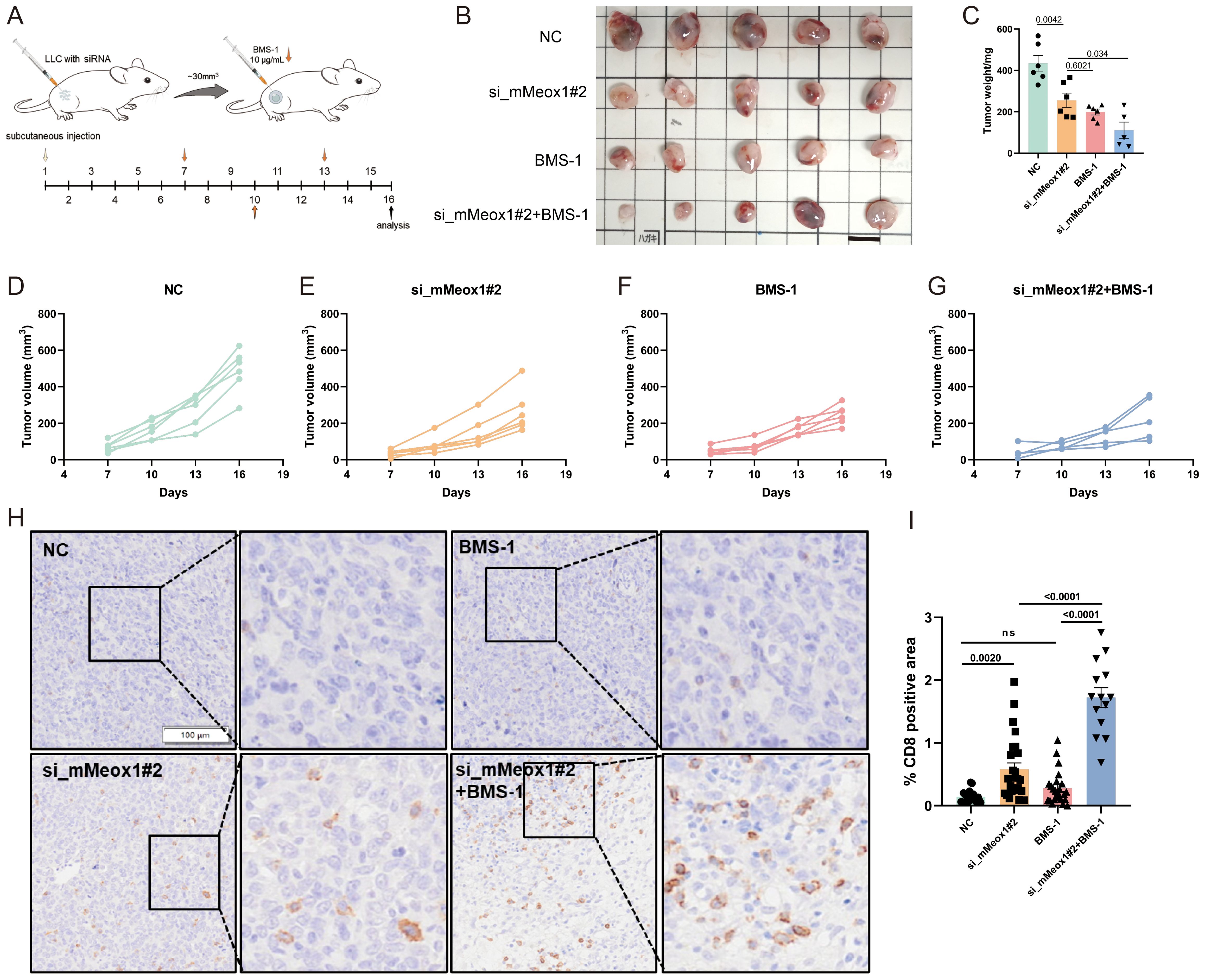 Diagram detailing an experimental process and results. Panel A shows mice with gene silencing. Panel B shows tumor samples from different treatments. Panel C graphs tumor weight, highlighting significant differences. Panels D to G display tumor volume growth over time for various conditions. Panel H provides a microscopic view of tissue samples for each treatment, with differences in cell staining. Panel I presents a bar graph of CD8 positive areas, identifying significant statistical differences among groups.