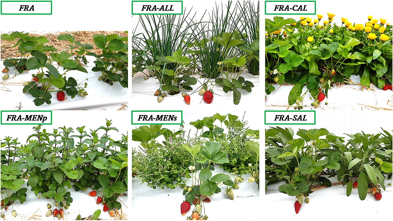 Six images show strawberry plants with various companion plants. “FRA” shows only strawberries. “FRA-ALL” features strawberries and chives. “FRA-CAL” includes marigolds. “FRA-MENp” stands for strawberry + peppermint. “FRA-MENs” shows strawberry + strawberry mint. “FRA-SAL” features common sage alongside strawberries. Each arrangement demonstrates different plant combinations.