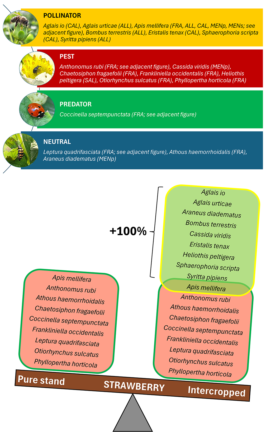 Diagram illustrating arthropods categorized into four functional groups (pollinators, pests, predators, and neutral species). Intercropping patterns adopted in the trial were a promising approach to integrating islands of biodiversity into traditional farming.