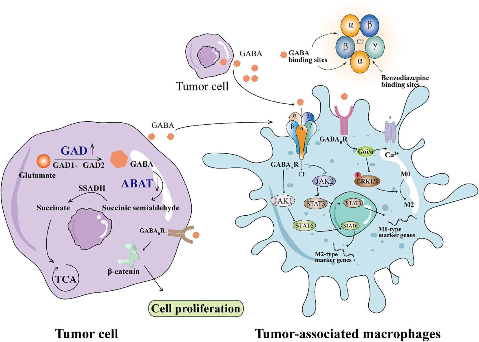 Diagram illustrating the interaction between tumor cells and tumor-associated macrophages. The left side shows glutamate conversion to GABA in tumor cells, promoting cell proliferation. On the right, GABA is shown binding to macrophage receptors, activating pathways involving JAK1, JAK2, and STAT proteins, affecting M1 and M2 macrophage markers. Benzodiazepine binding sites are indicated, linking to GABA receptors.