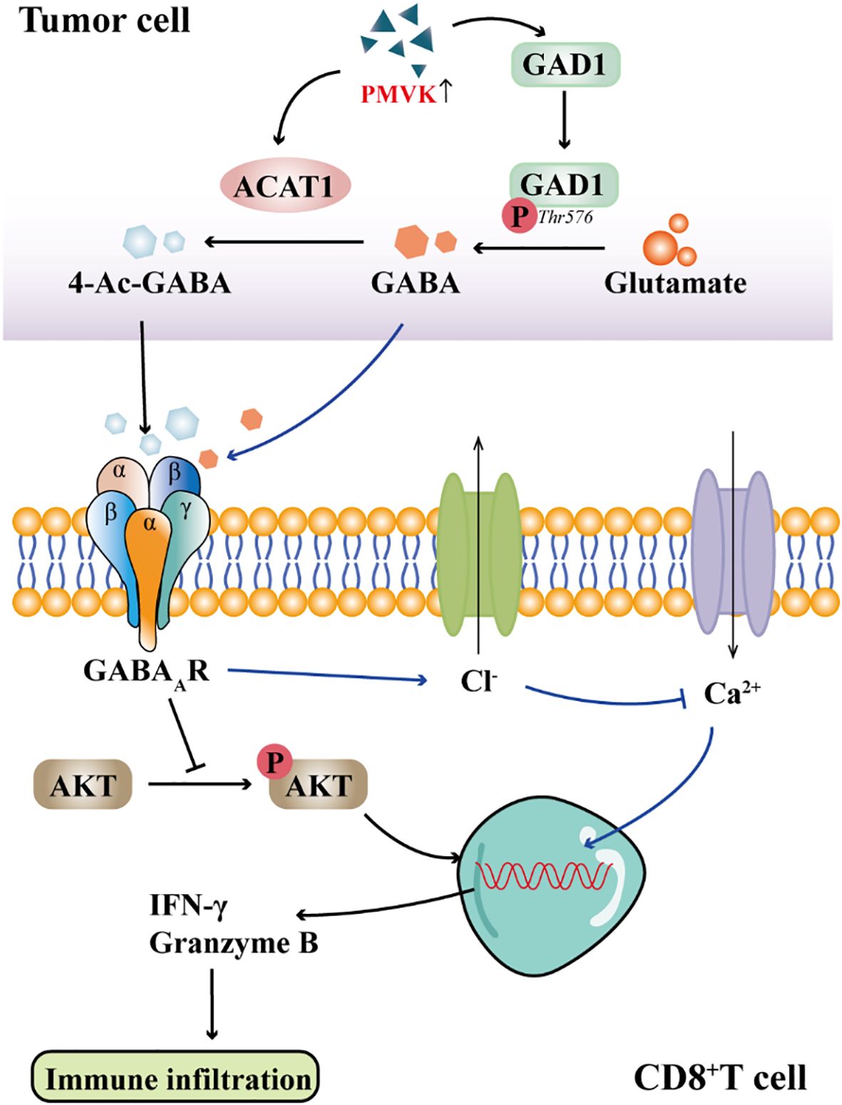 Diagram illustrating the interaction between tumor cells and CD8+ T cells. It shows PMVK increasing ACAT1 and GAD1 activity in tumor cells, leading to 4-Ac-GABA and GABA production. GABA activates GABA_A receptors, influencing chloride and calcium ion flow, which in turn affects AKT phosphorylation. This signaling pathway impacts CD8+ T cell functions, including IFN-γ and Granzyme B production, and ultimately promotes immune infiltration.