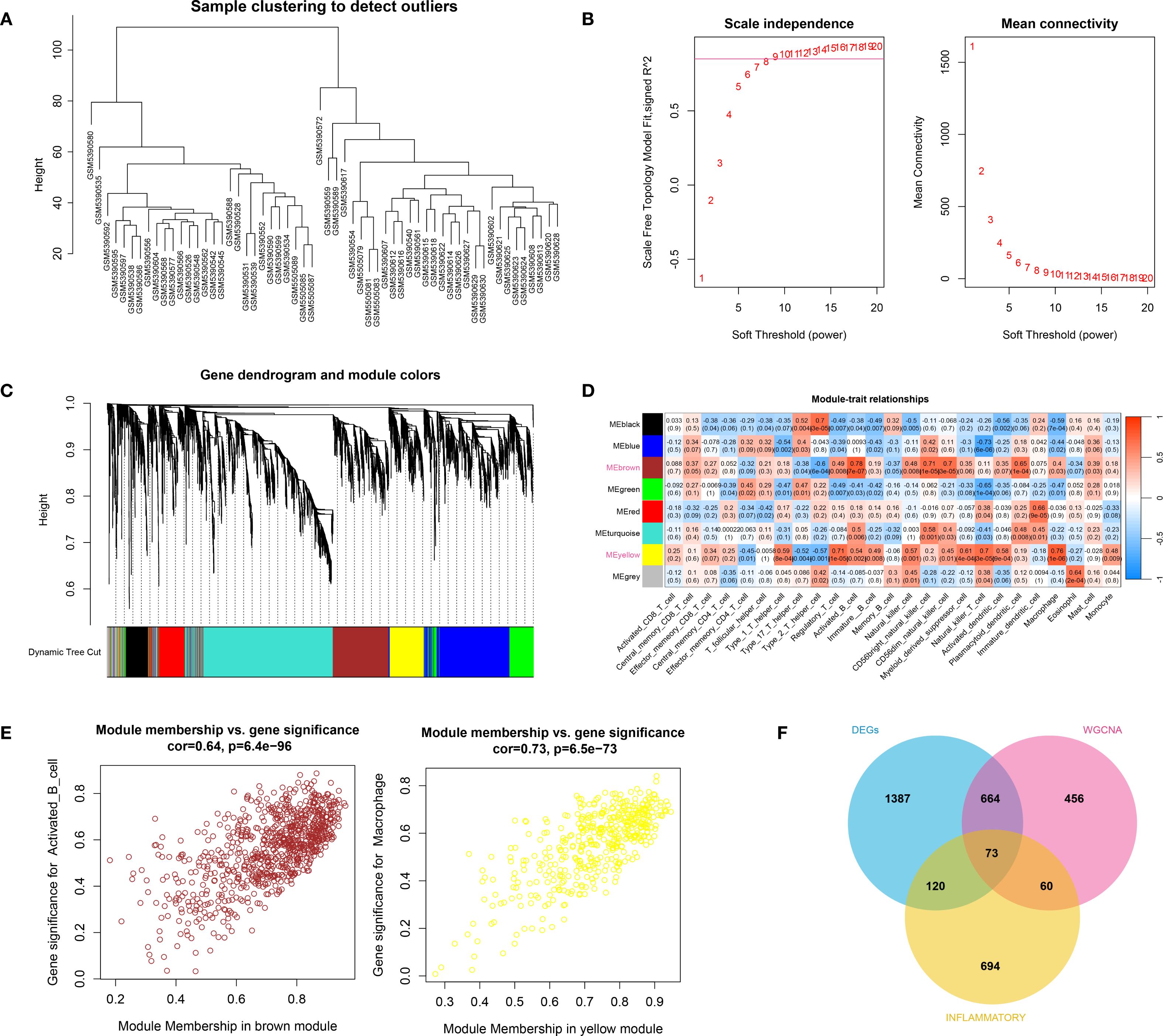 Diagram set for gene expression analysis using WGCNA: (A) Dendrogram clustering samples for outlier detection. (B) Plots showing scale independence and mean connectivity. (C) Gene dendrogram with module color assignment. (D) Heatmap of module-trait relationships. (E) Scatter plots of module membership versus gene significance for the brown and yellow modules. (F) Venn diagram of DEGs, WGCNA, and inflammatory genes.