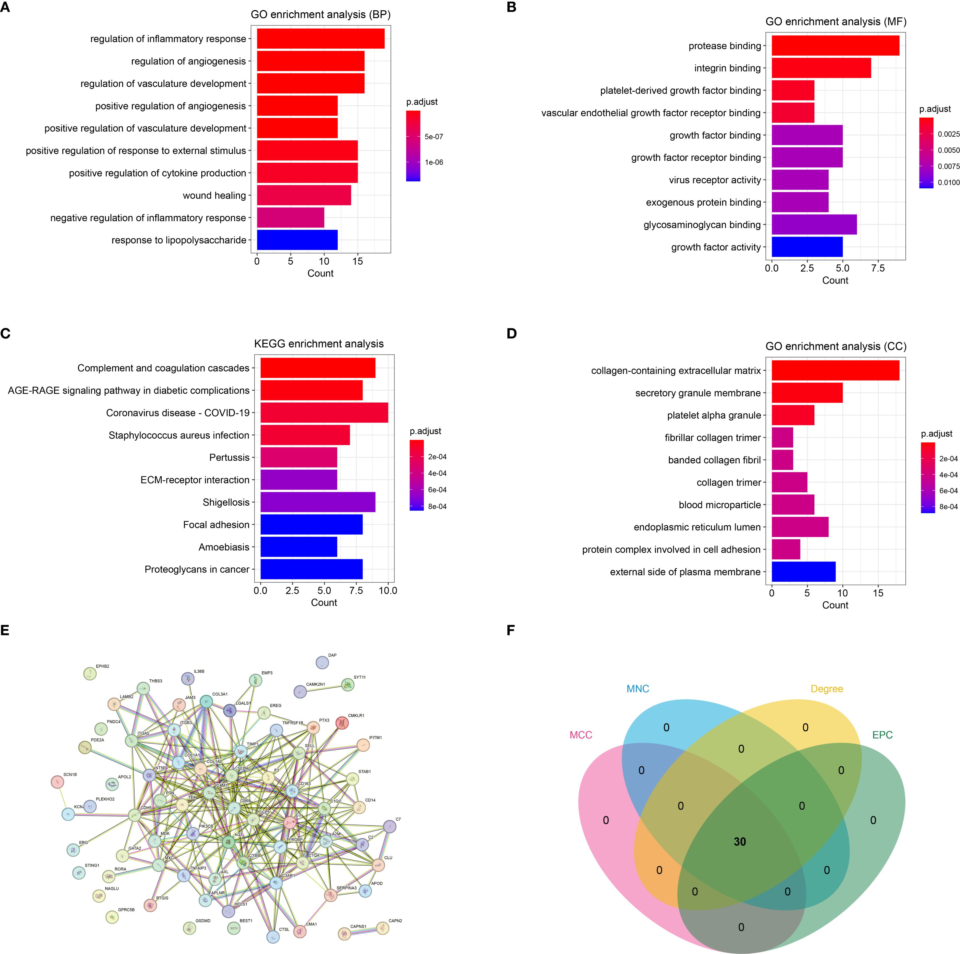 Grouped image with six sections.   A: Bar chart of GO enrichment analysis (BP) showing biological processes such as inflammatory response regulation, with color gradient indicating p.adjust values.  B: Bar chart of GO enrichment analysis (MF) highlighting molecular functions like protease binding, with p.adjust values.  C: Bar chart of KEGG enrichment analysis presenting pathways, including COVID-19, with p.adjust color gradient.  D: Bar chart of GO enrichment analysis (CC) for cellular components like collagen-related structures, with p.adjust values.  E: Network diagram of interconnected proteins with various nodes and links.  F: Venn diagram showing overlap, labeled MNC, Degree, MCC, EPC, with central overlap of thirty.