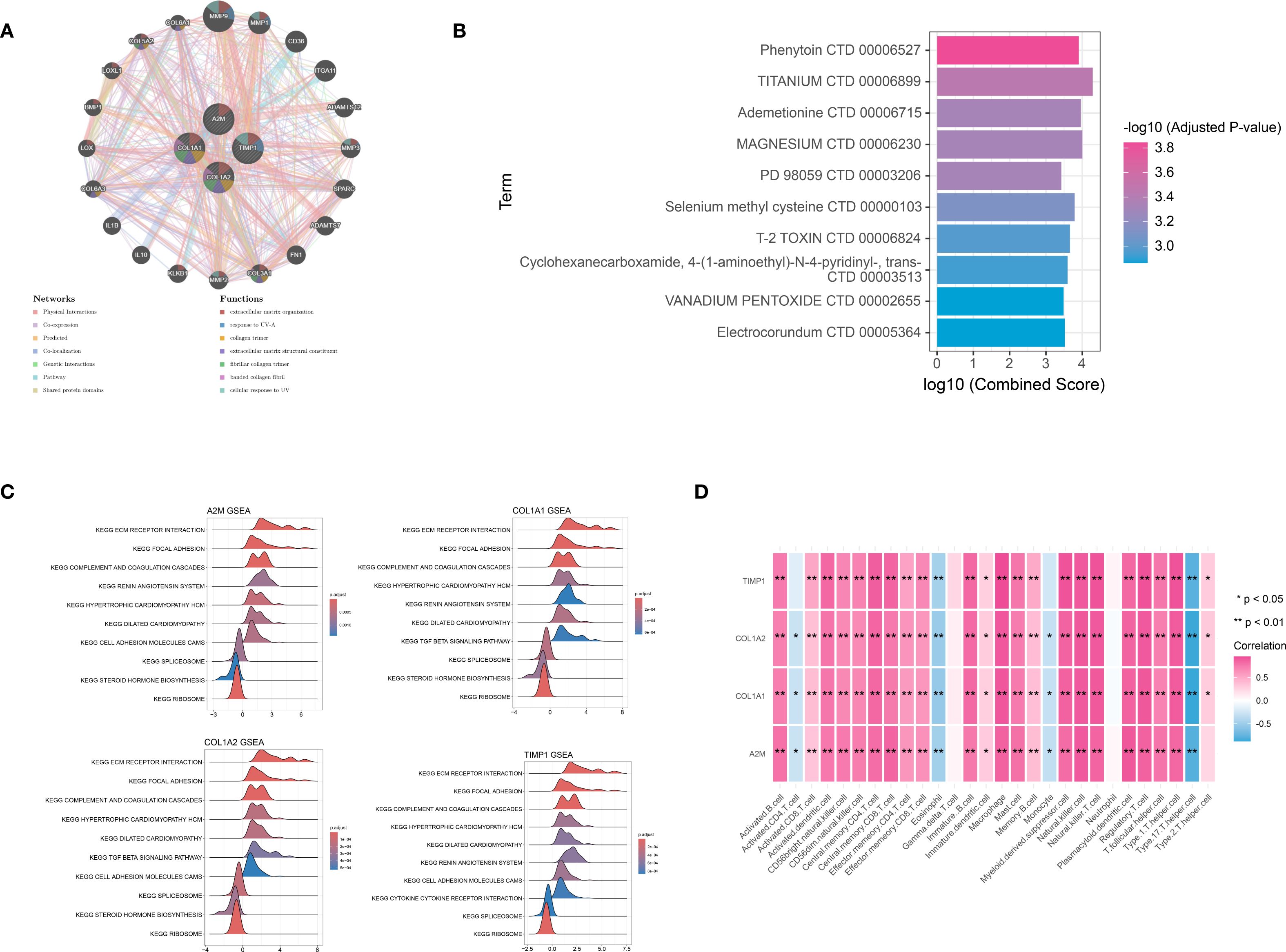 A composite image with four panels: A) A network diagram showing interactions among proteins and their functions, with various colors representing different networks and functions. B) A bar chart displaying terms like Phenytoin and Titanium, with scores indicating significance. C) Four GSEA plots for A2M, COL1A1, COL1A2, and TIMP1, highlighting pathways like KEGG ECM receptor interaction, presented with density curves. D) A heatmap showing correlations of TIMP1, COL1A1, COL1A2, and A2M with various factors, indicated by color intensity, with significance levels marked.