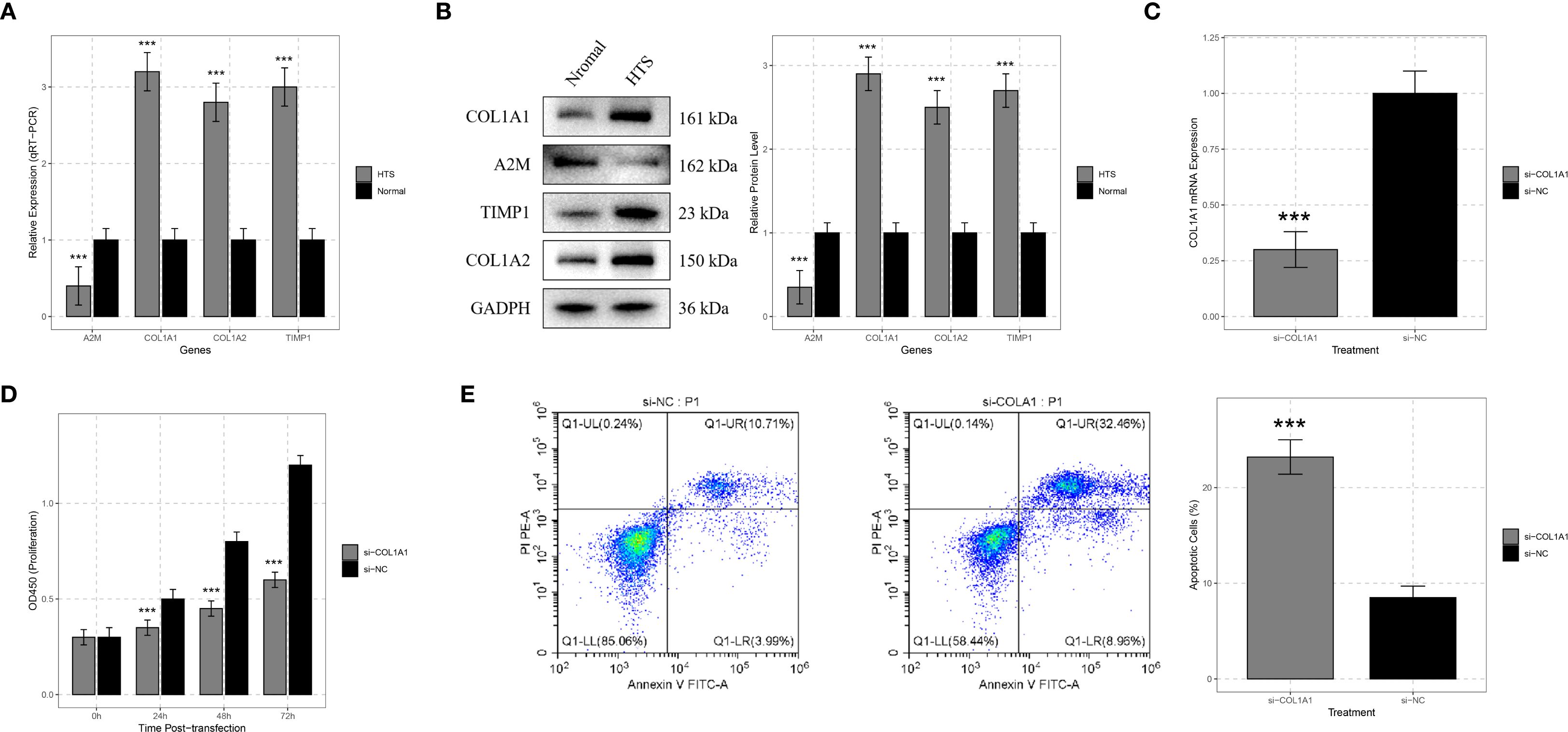 Panel A shows relative gene expression levels, with higher expression in HTS compared to normal for A2M, COL1A1, COL1A2, and TIMP1. Panel B displays protein levels for the same genes, demonstrating increased levels in HTS tissue with corresponding blots. Panel C compares COL1A1 mRNA expression between treatments, showing higher expression in si-NC. Panel D illustrates OD450 proliferation over time post-transfection, with si-NC showing increased proliferation. Panel E presents cell apoptosis data with flow cytometry plots; si-COLA1A1 results in higher apoptosis compared to si-NC.