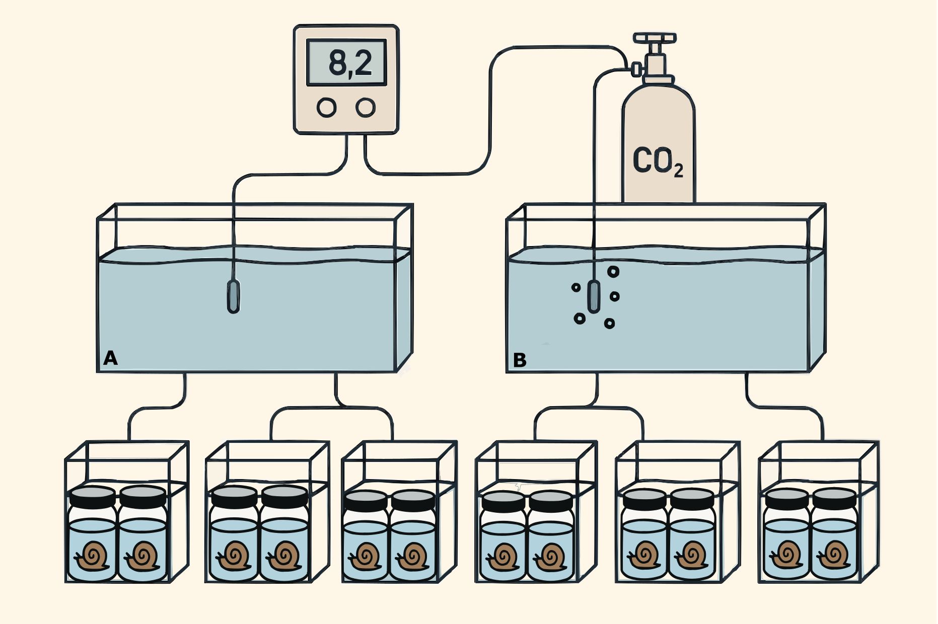 Diagram showing two water tanks, A and B, connected to smaller tanks holding snails. Tank A is a control treatment. Tank B is connected to a CO2 bottle, releasing bubbles (low pH treatment). Each smaller tank contains jars with snails inside.